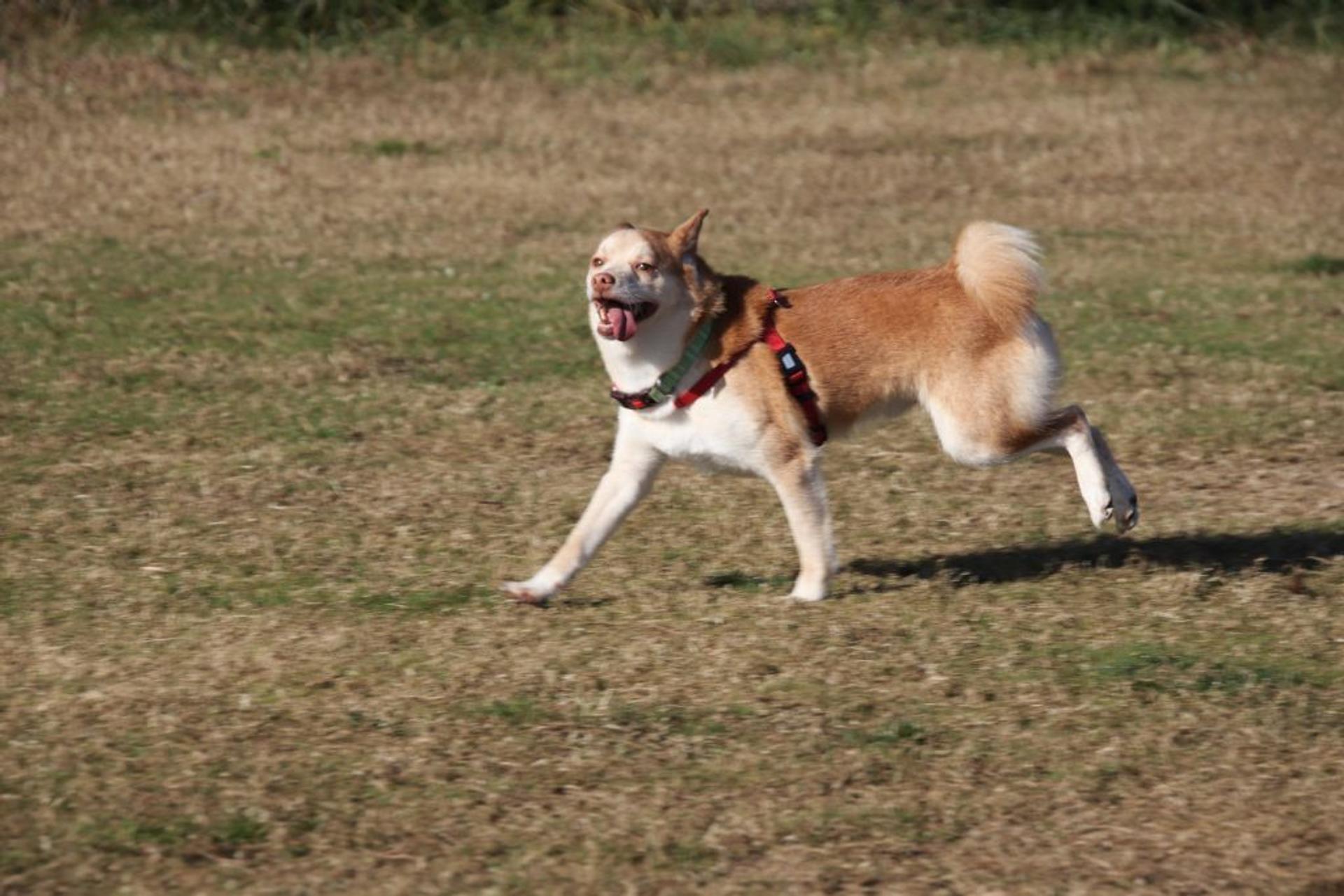 pet-image-3