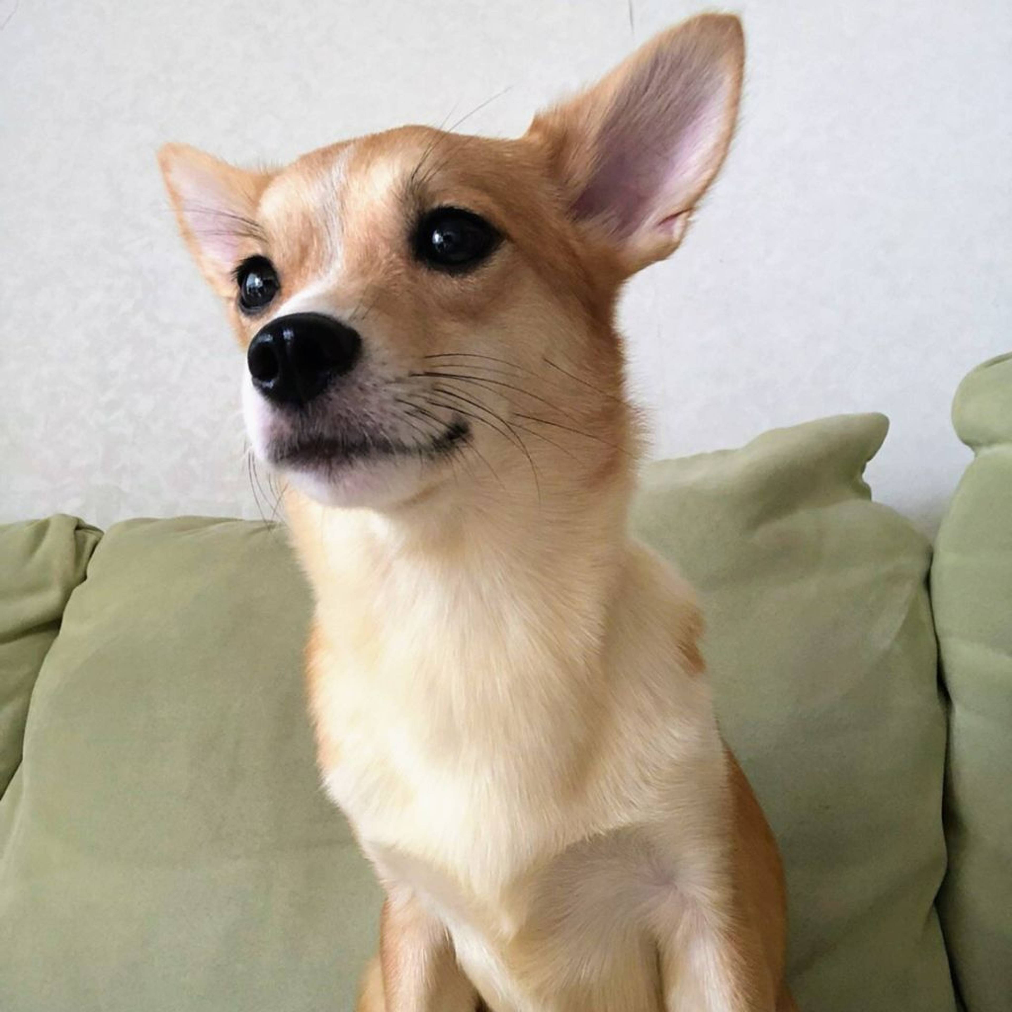 雑種（ミックス犬）・メスの里親募集の写真