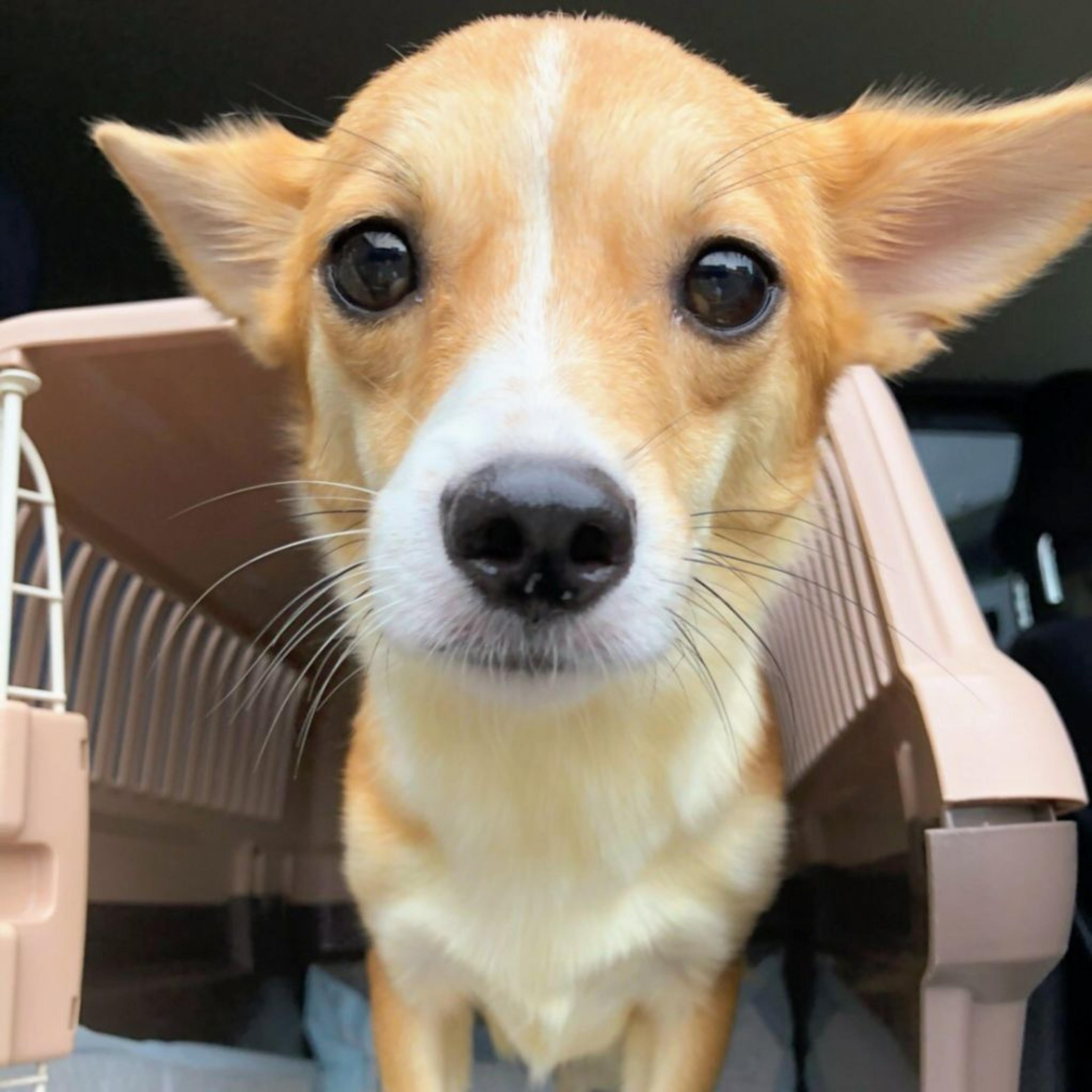 pet-image-2