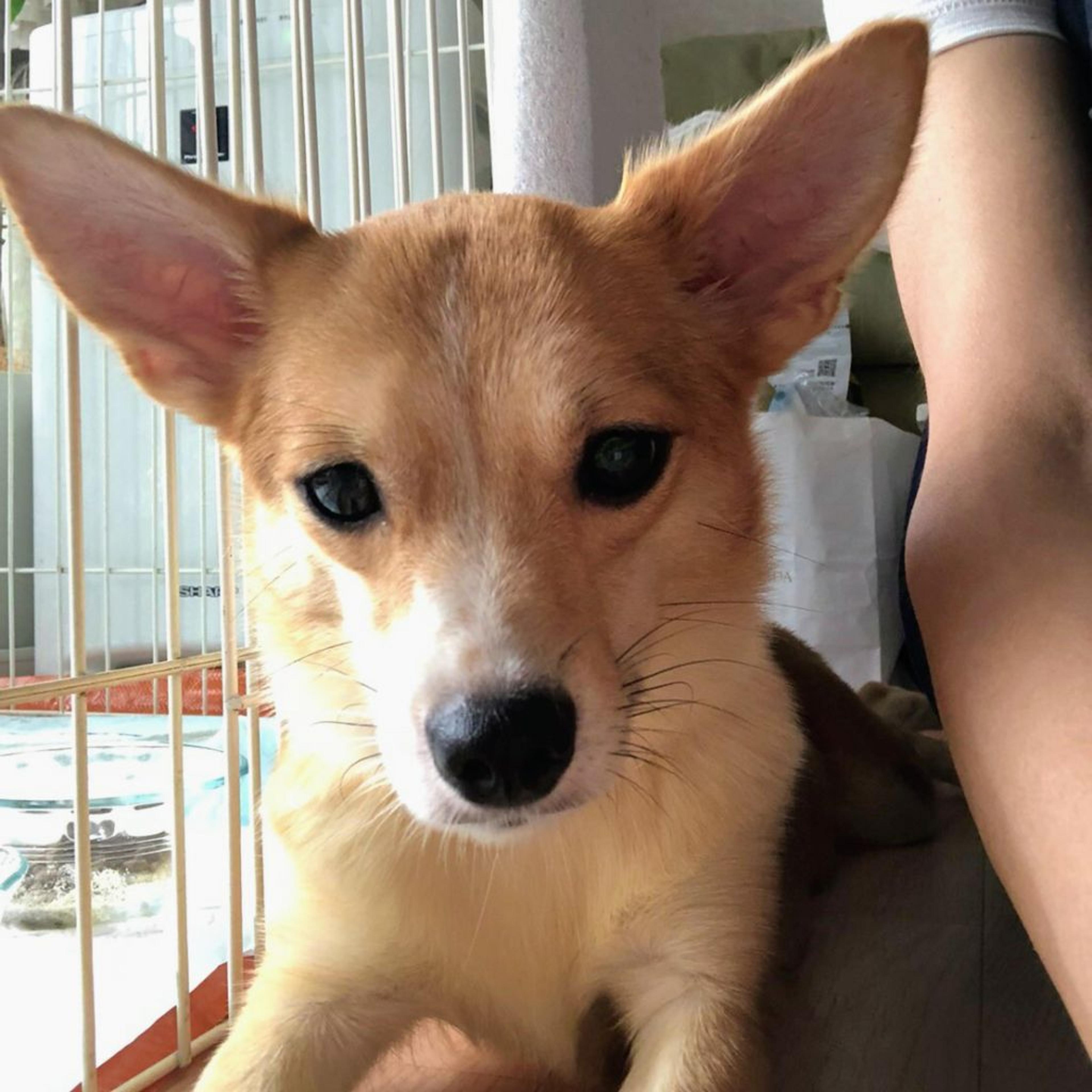 pet-image-3