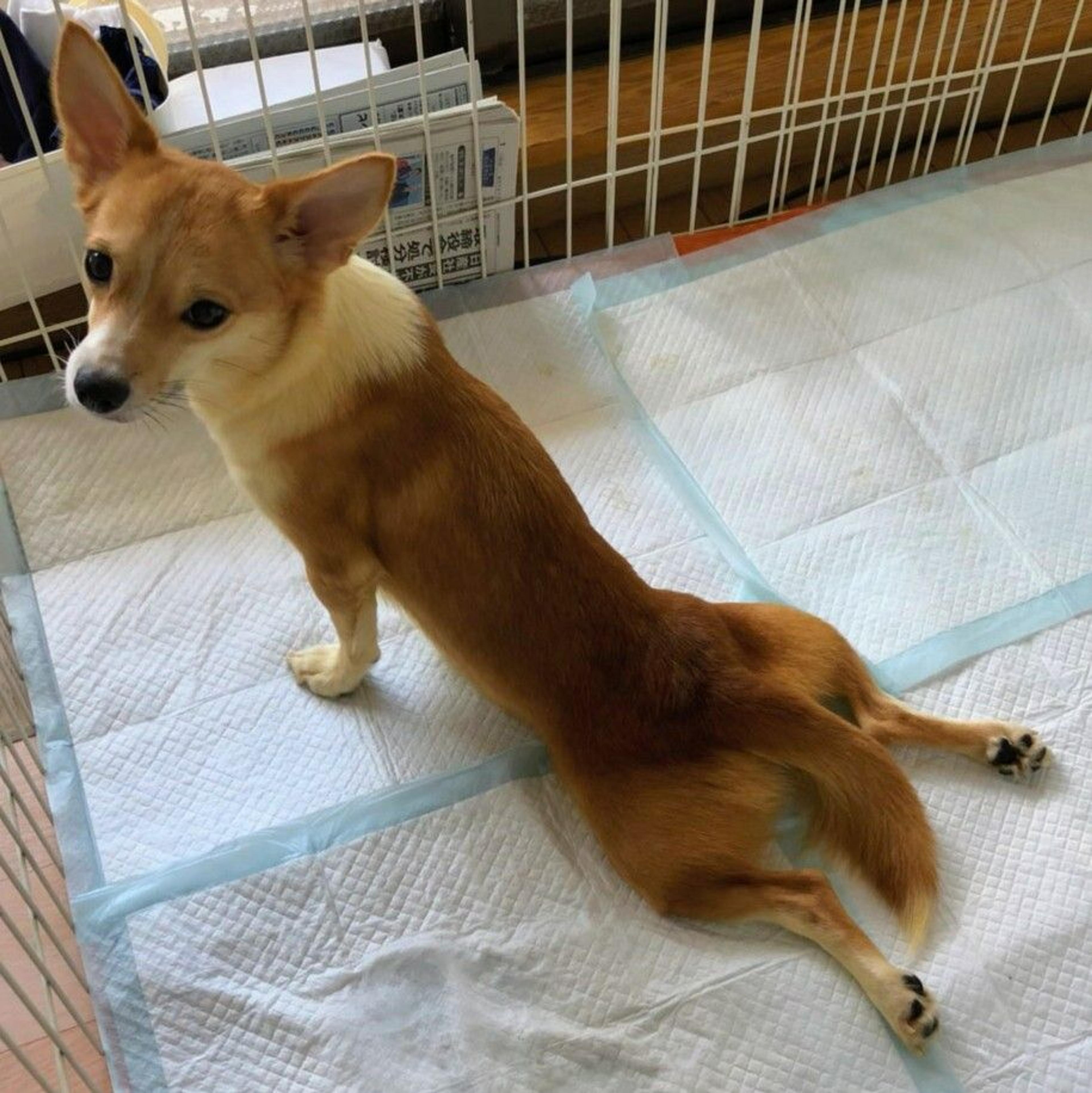 pet-image-4