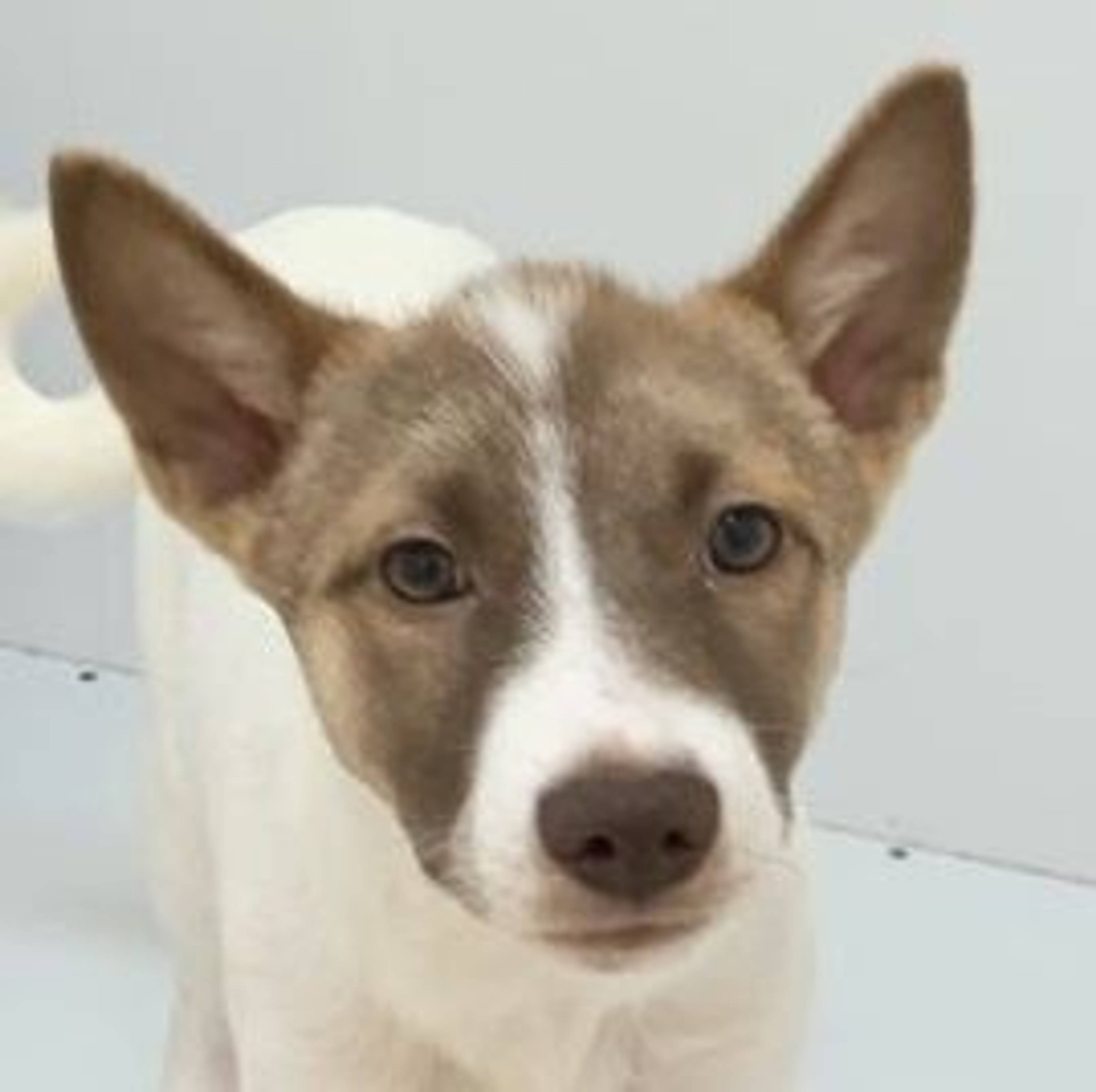 雑種（ミックス犬）・オスの里親募集の写真