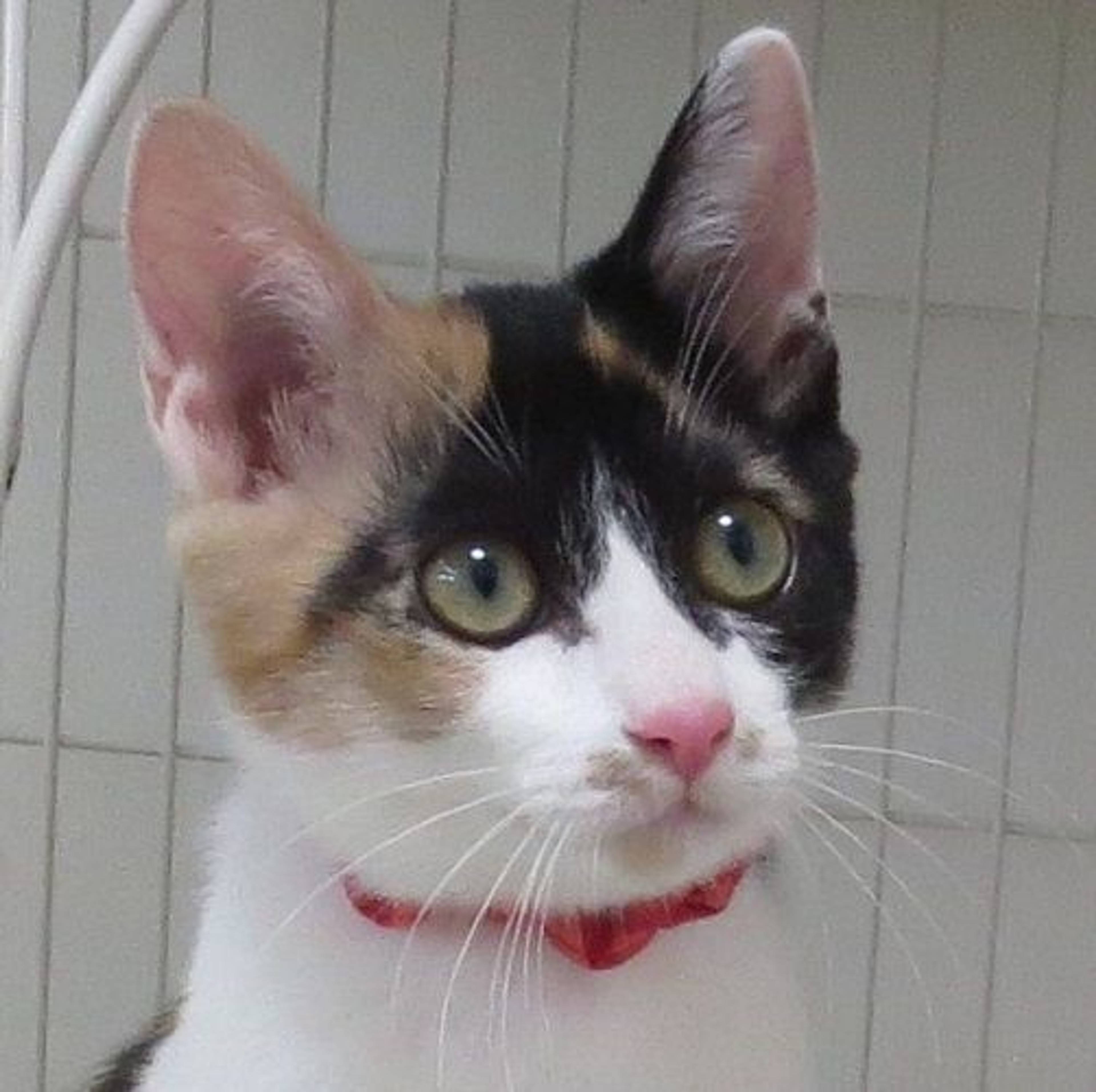 日本猫・メスの里親募集の写真