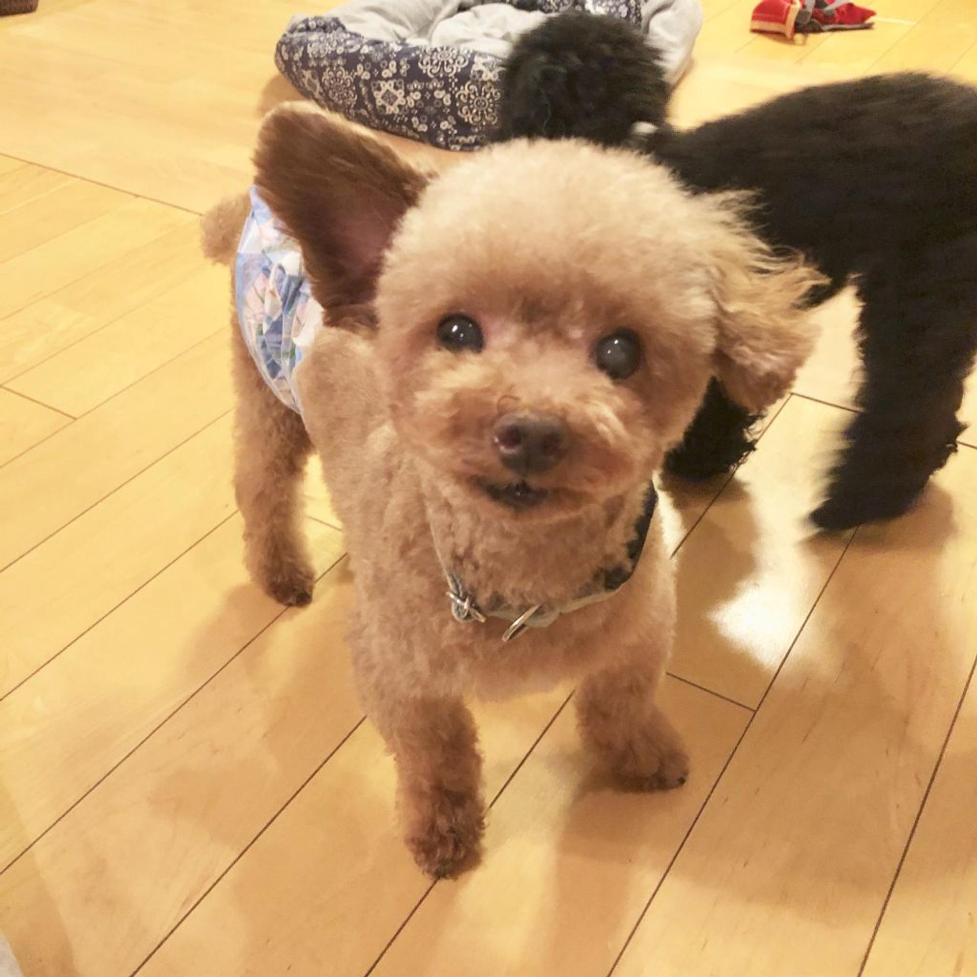 pet-image-3