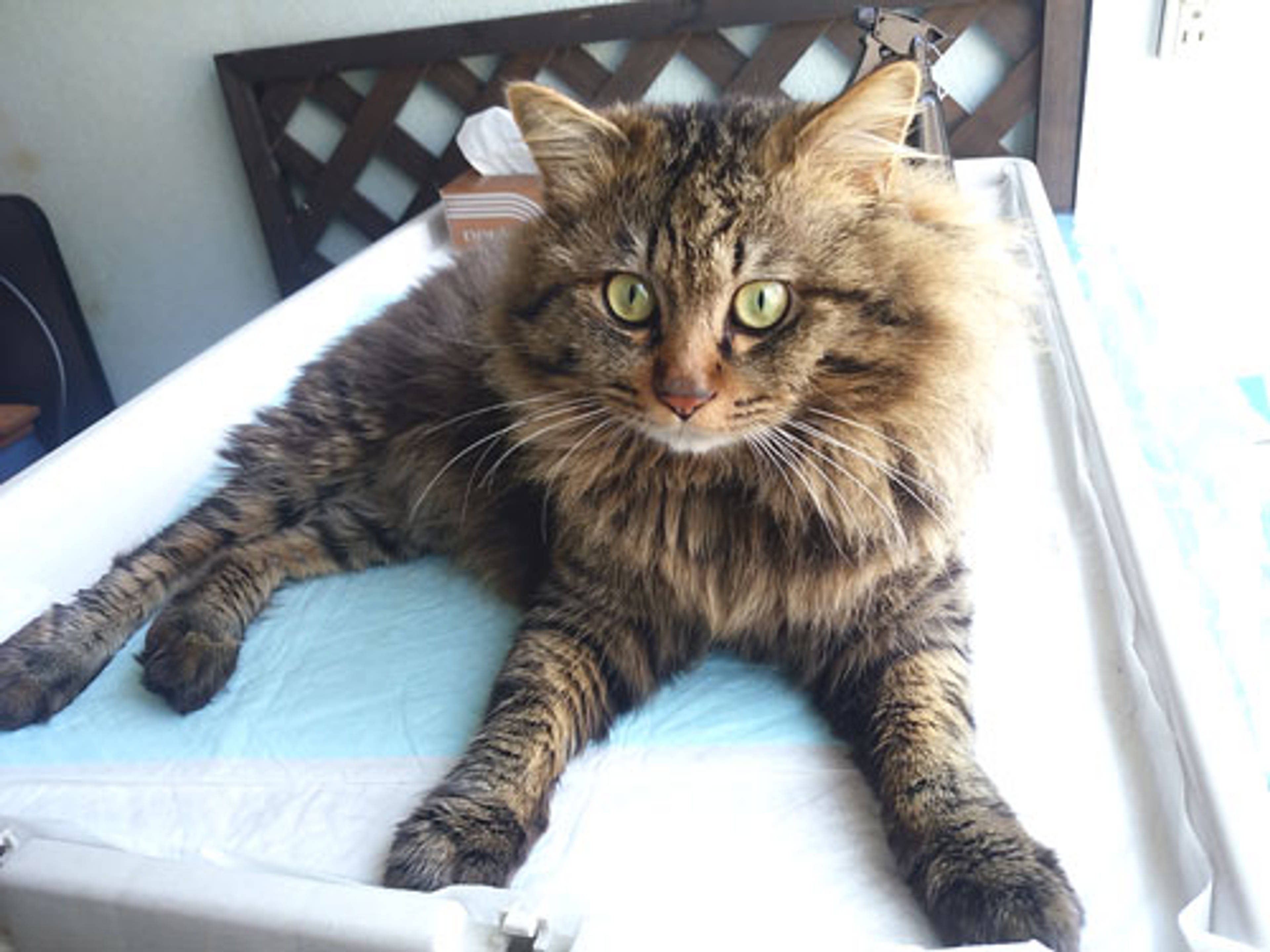 雑種（ミックス猫）・オスの里親募集の写真