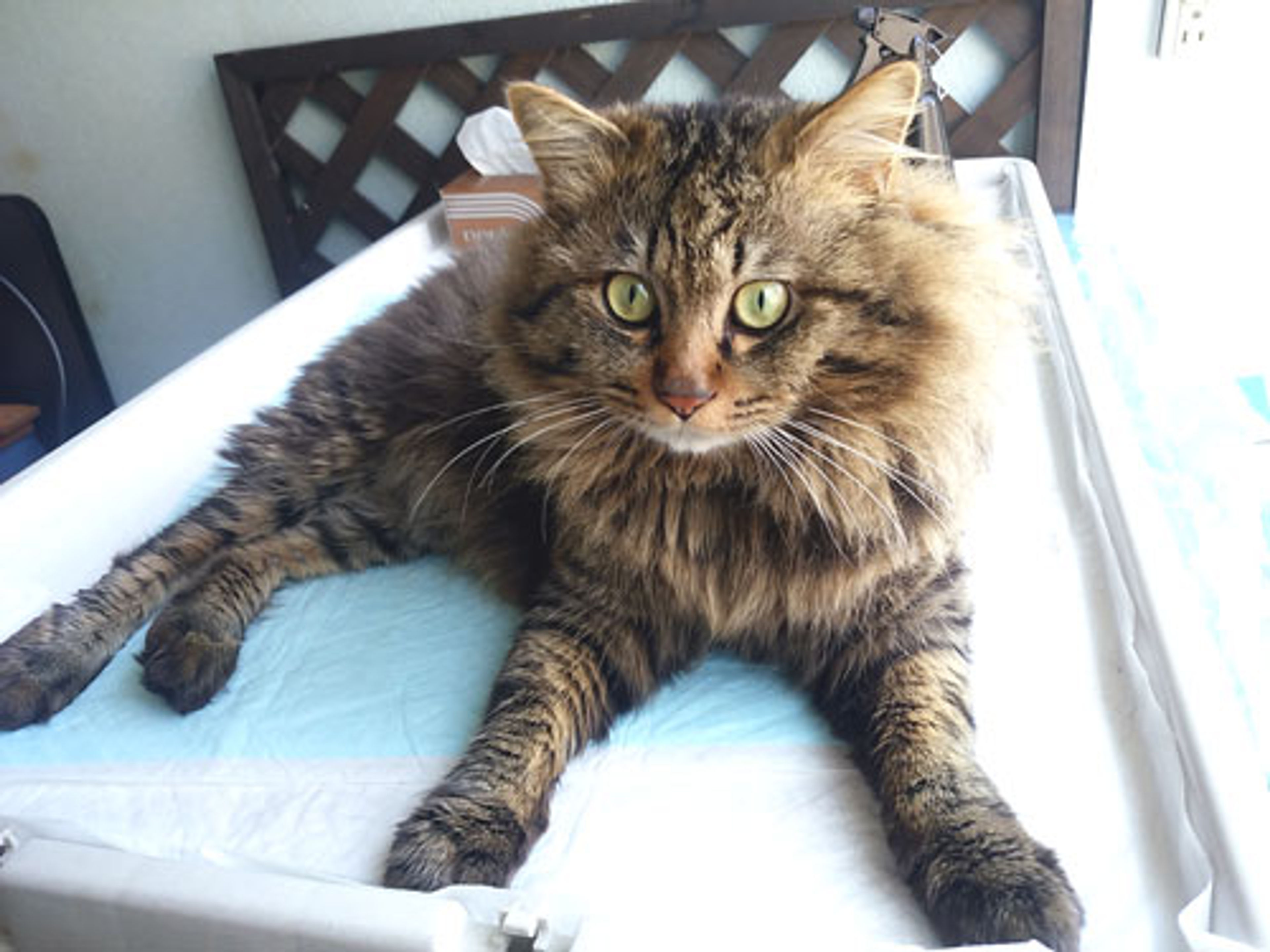 雑種（ミックス猫）・オスの里親募集の写真