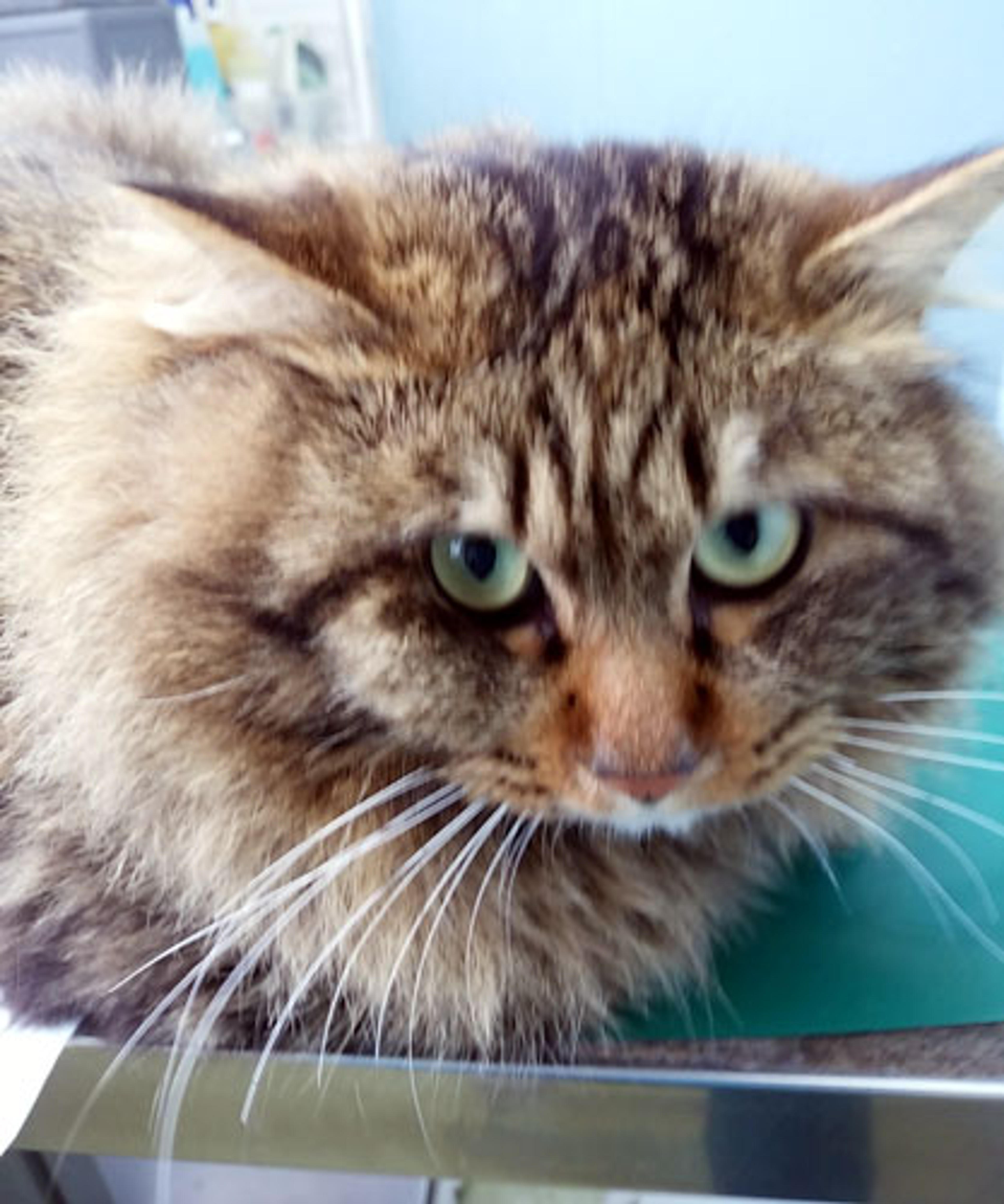 pet-image-2
