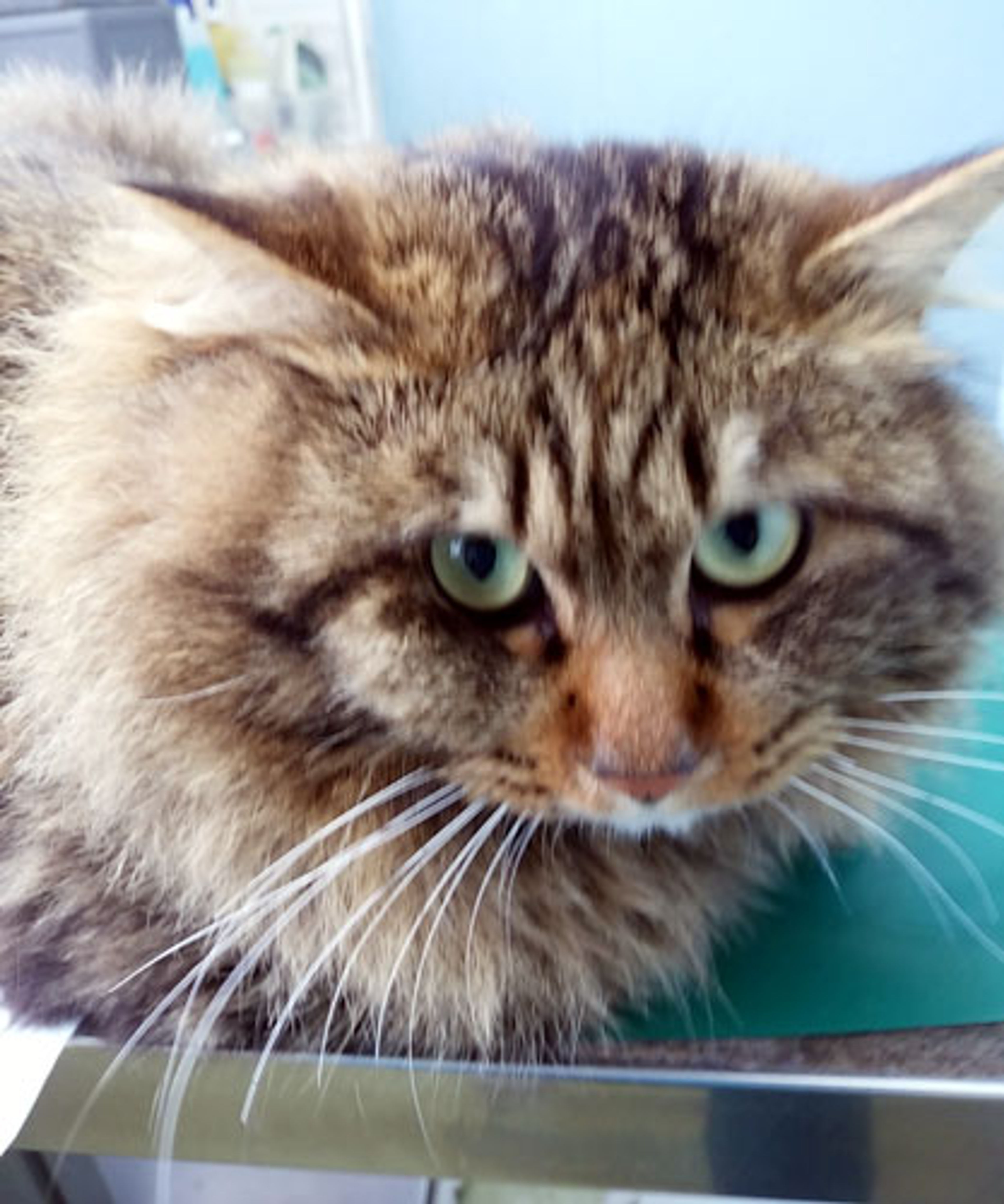 pet-image-2