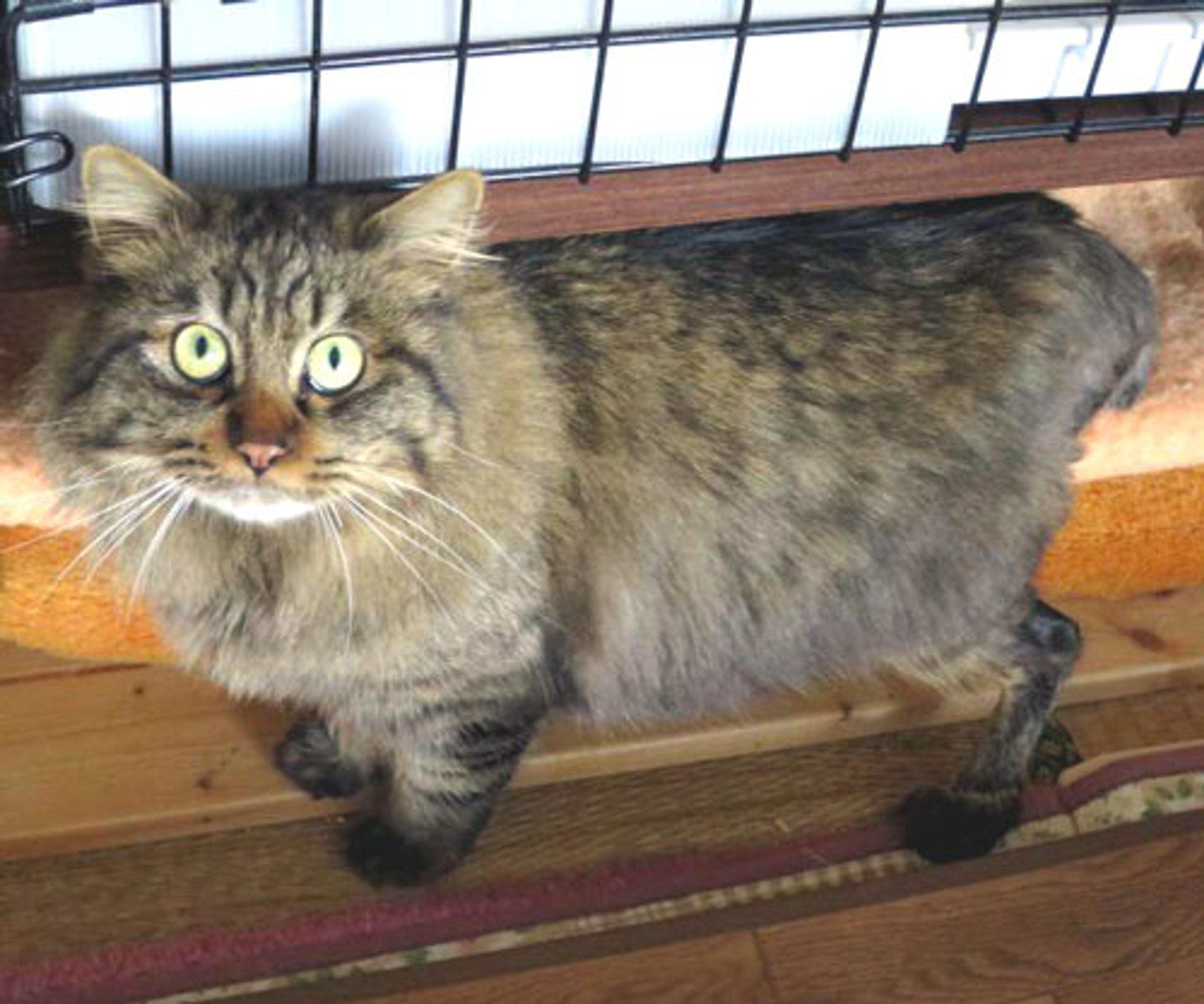 pet-image-3