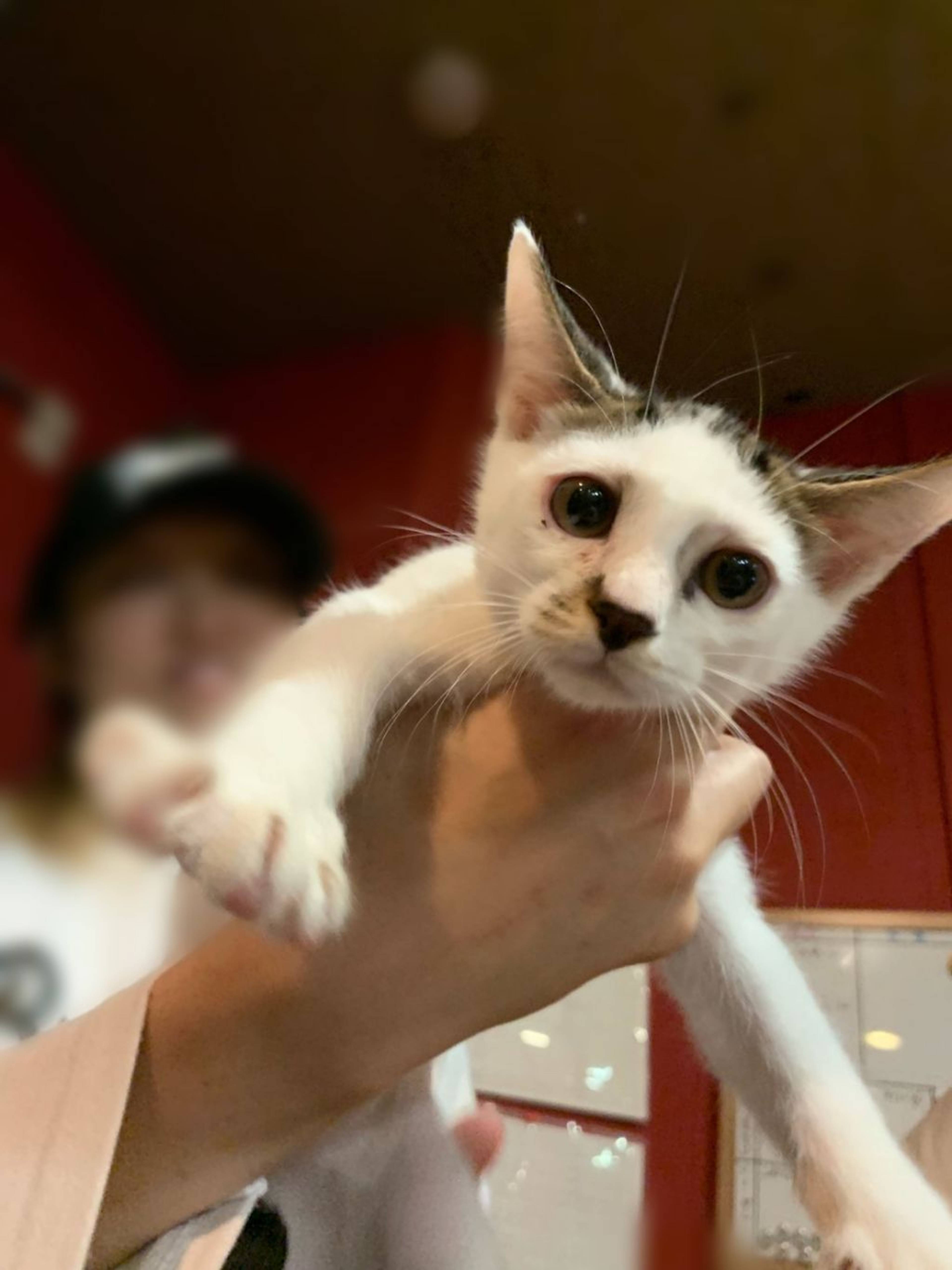 雑種（ミックス猫）・オスの里親募集の写真