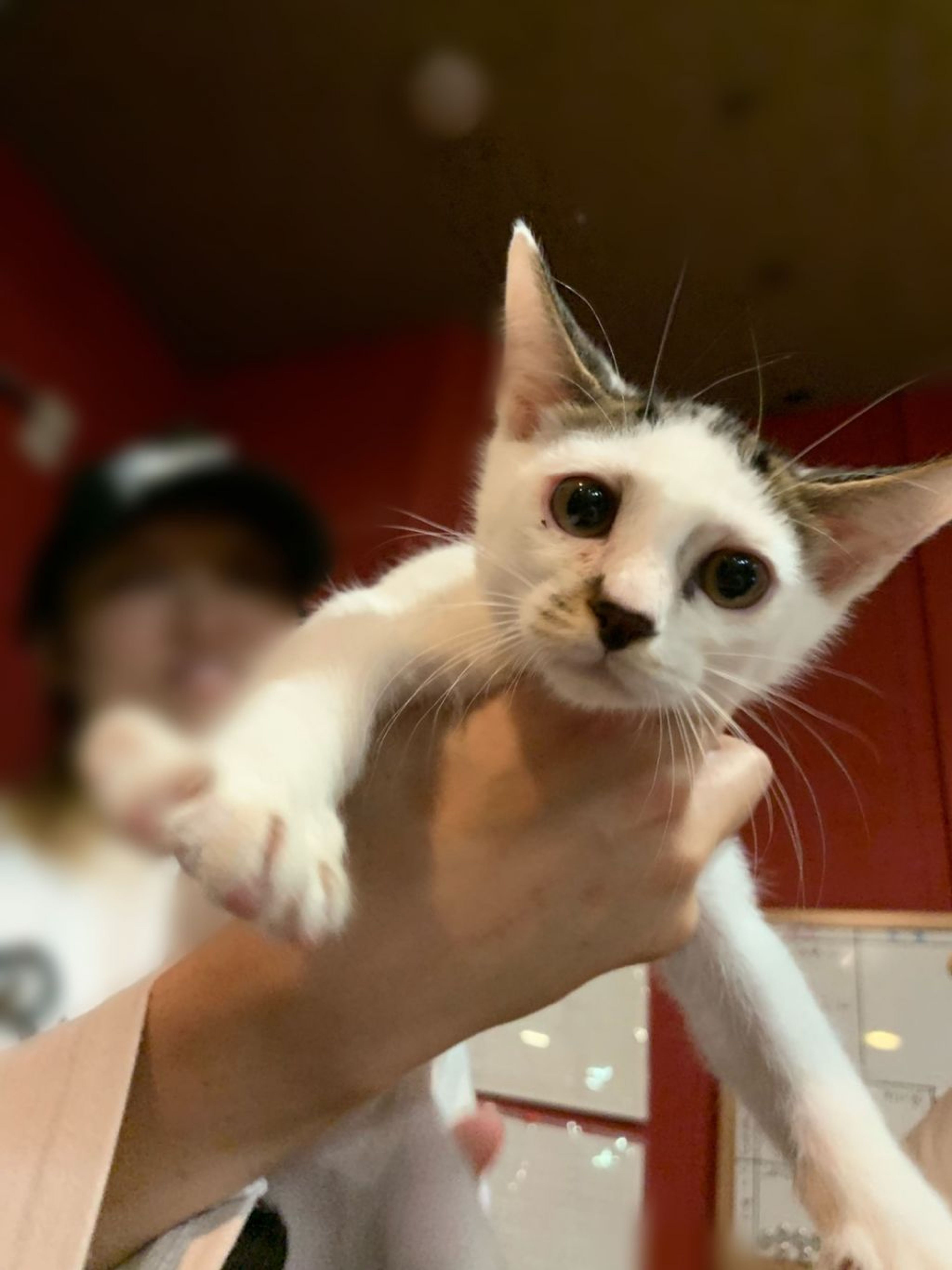 雑種（ミックス猫）・オスの里親募集の写真