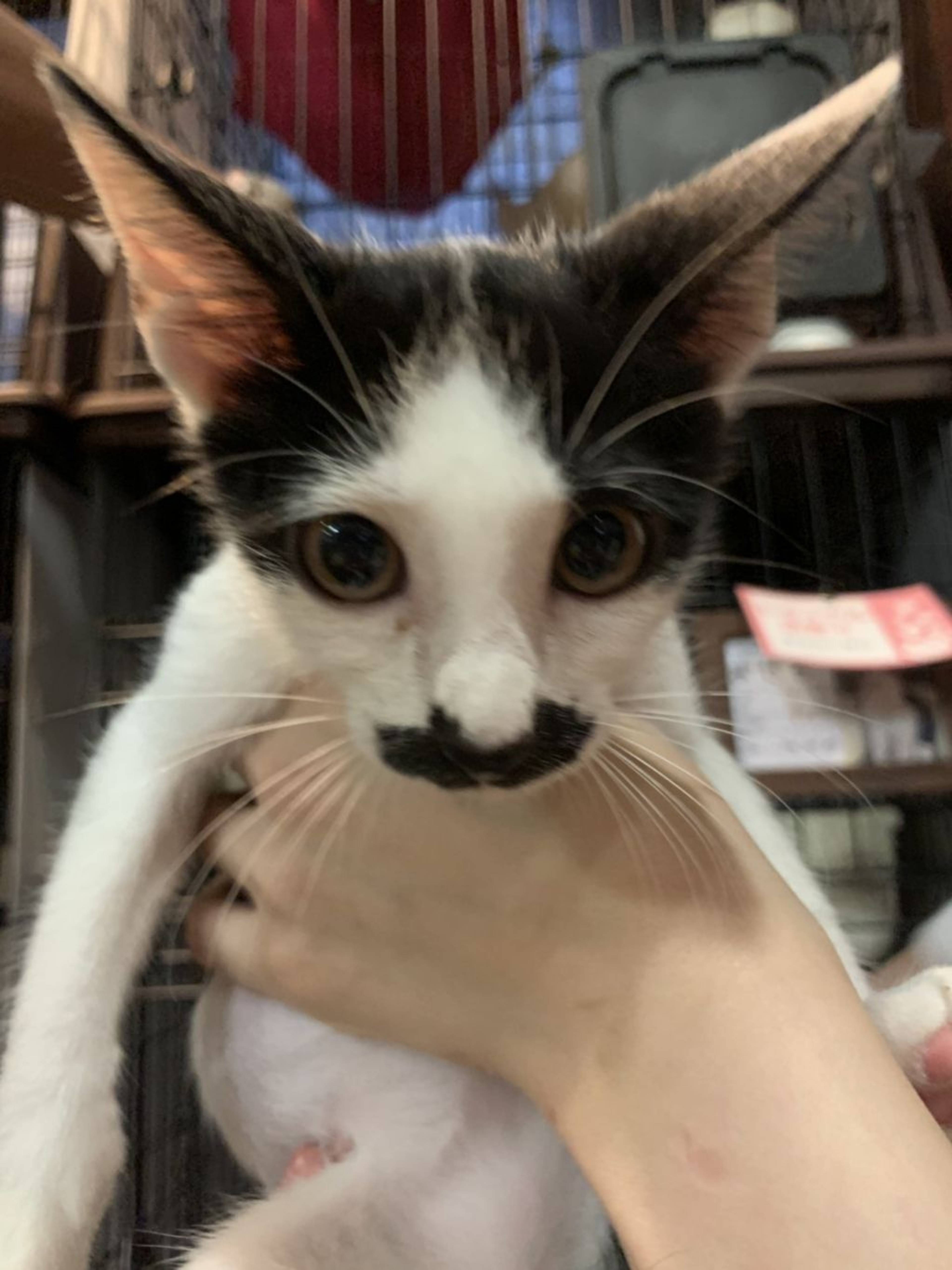 雑種（ミックス猫）・オスの里親募集の写真