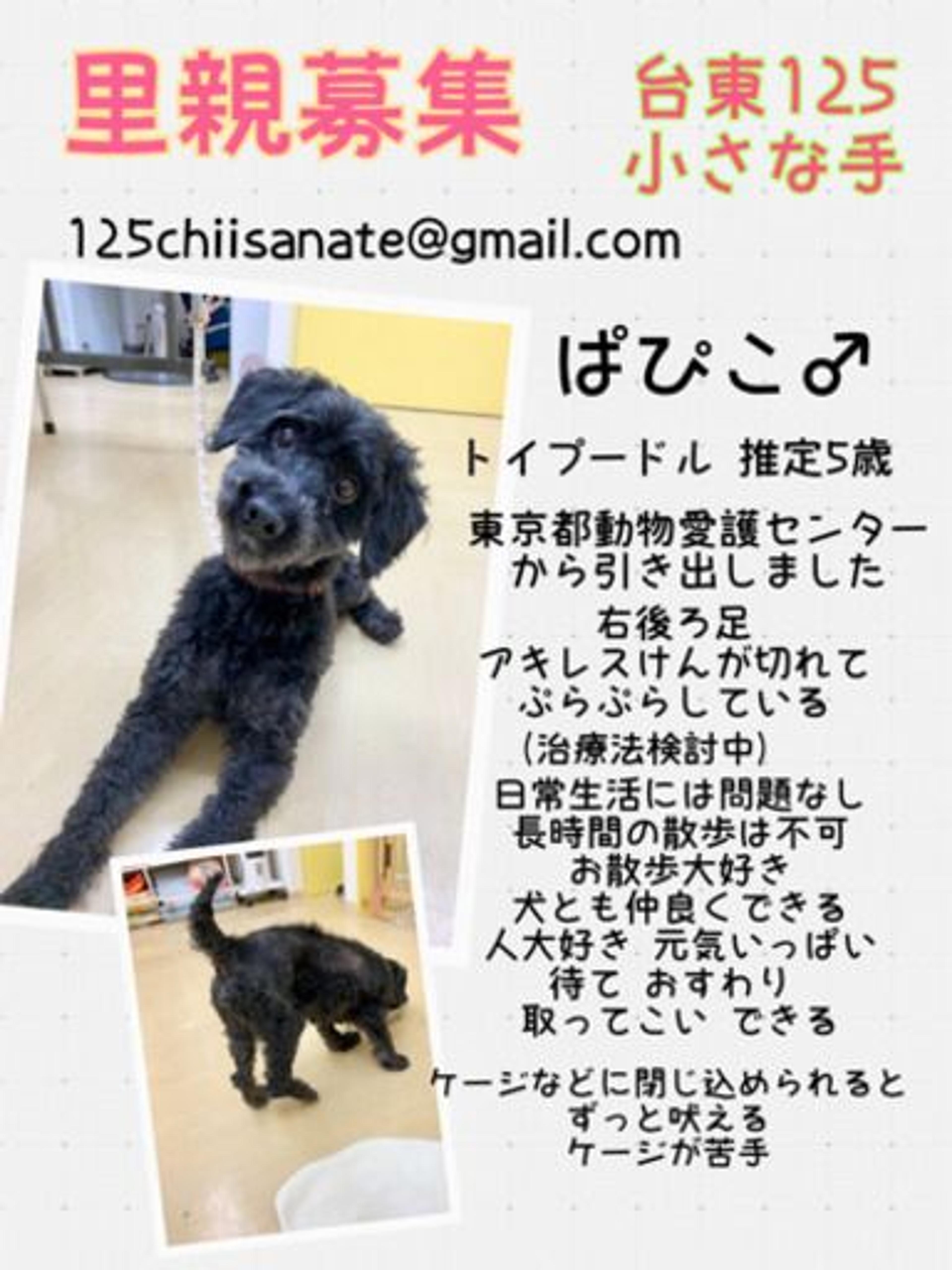 pet-image-2