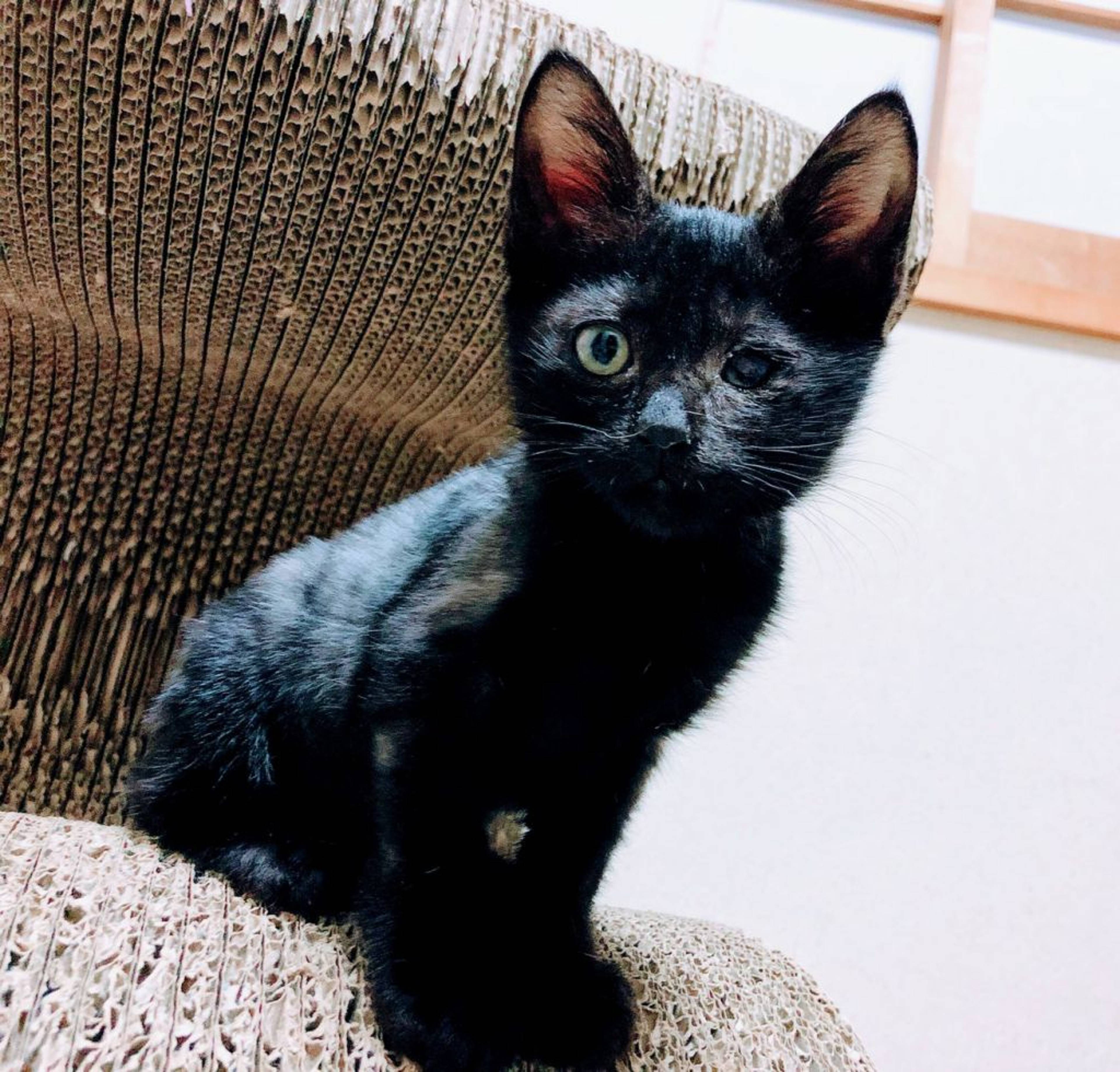 雑種（ミックス猫）・オスの里親募集の写真