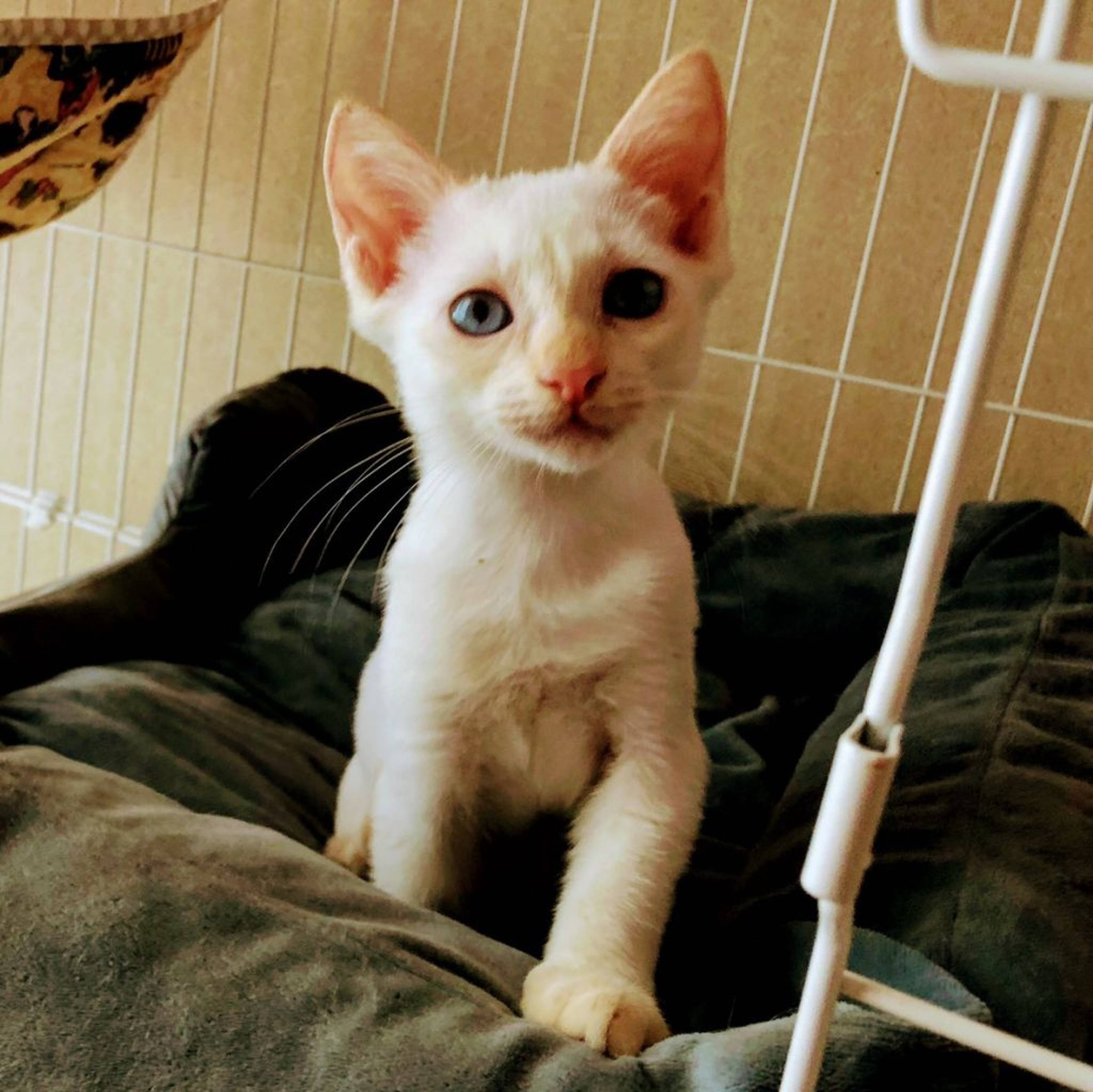 雑種（ミックス猫）・メスの里親募集の写真