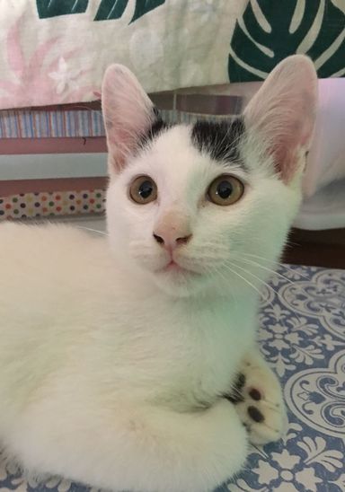 シャアの写真