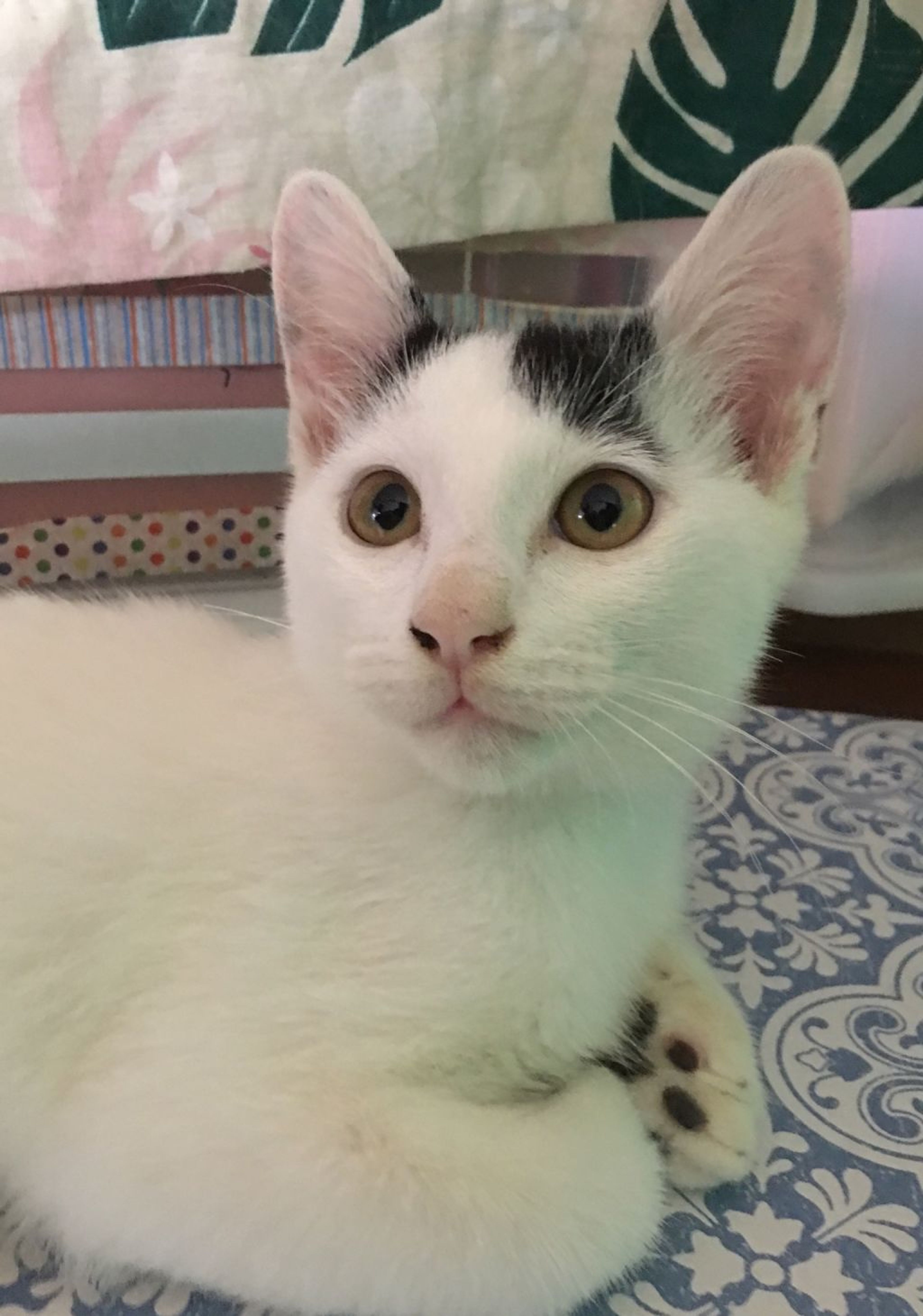 雑種（ミックス猫）・オスの里親募集の写真