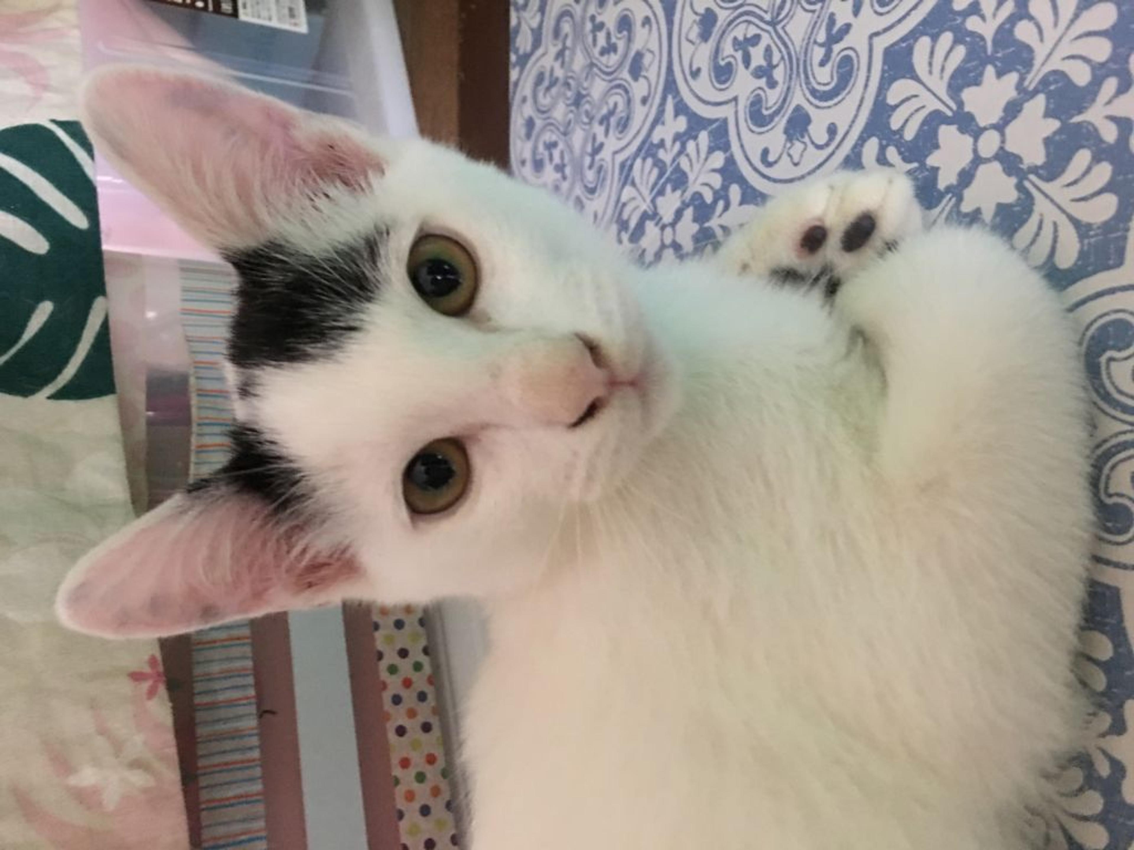 pet-image-3