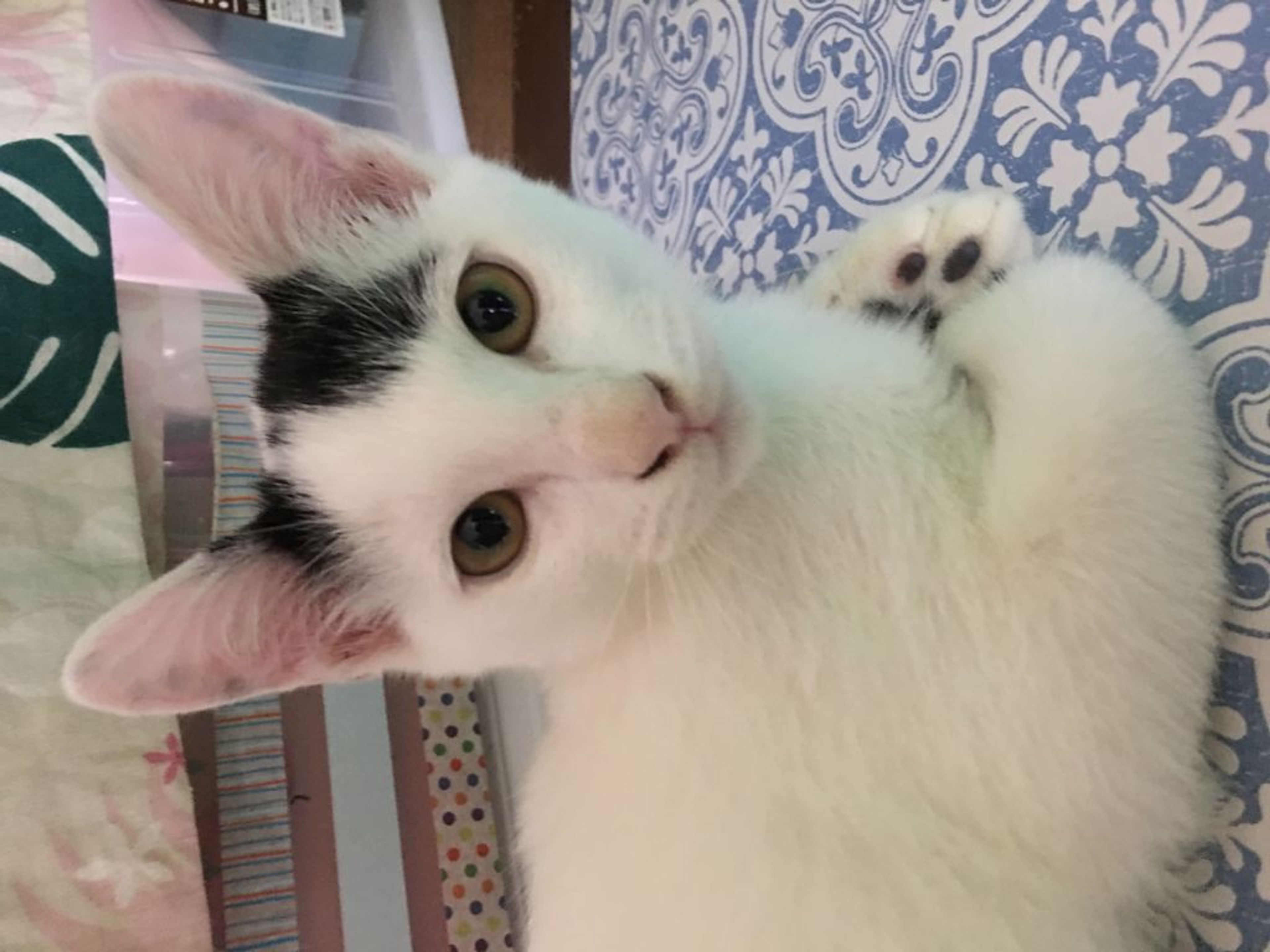 pet-image-3