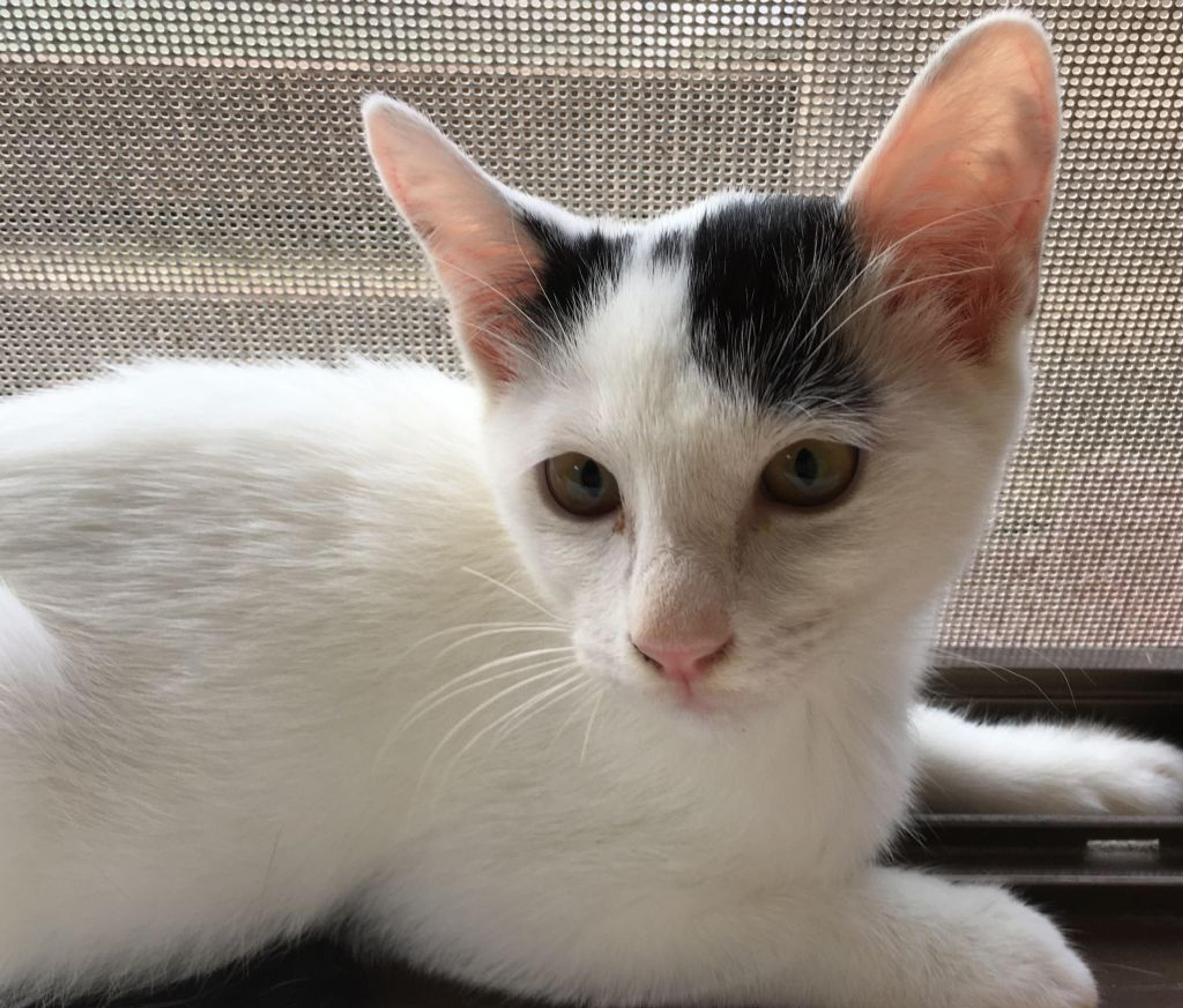 pet-image-4