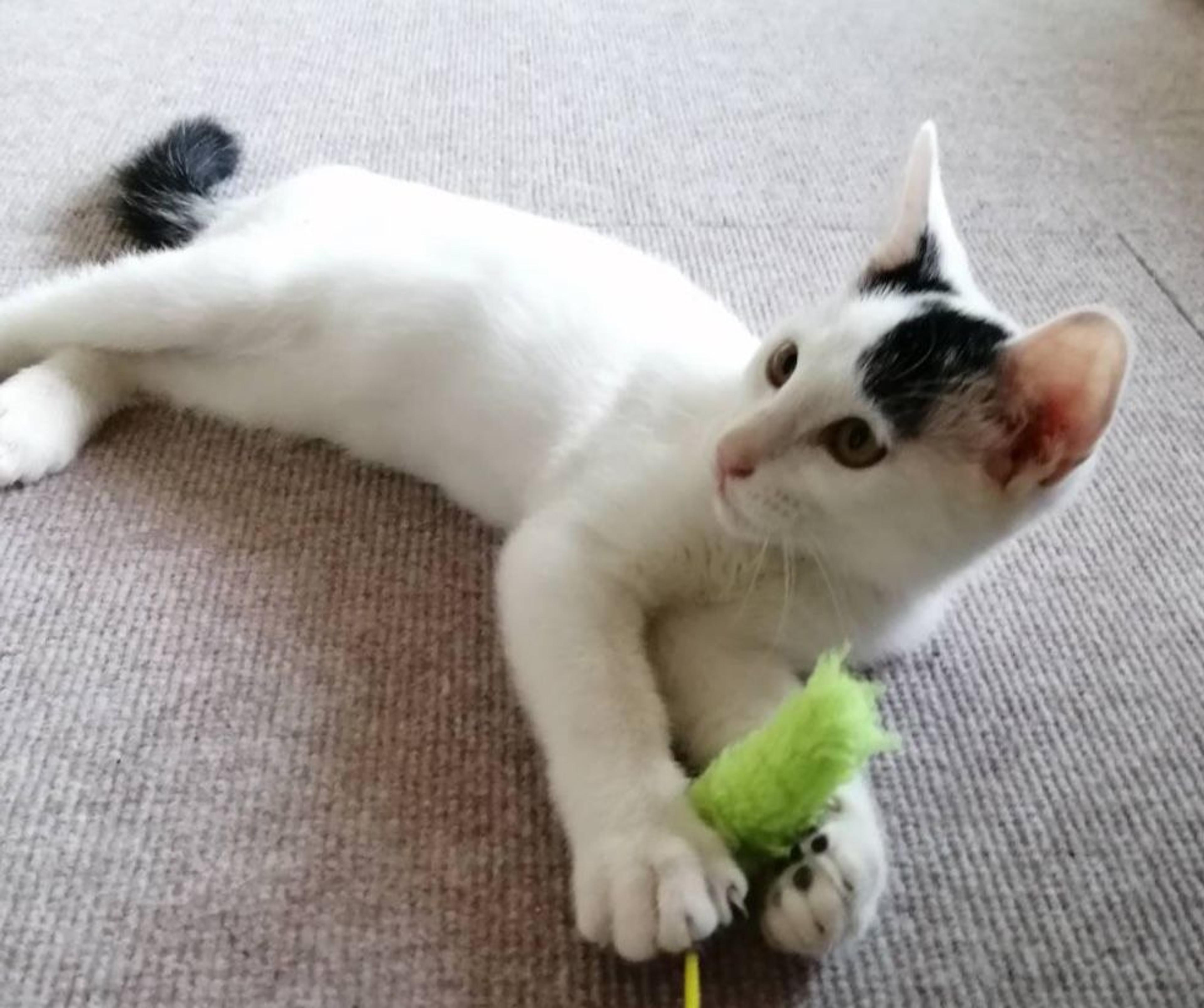 pet-image-5