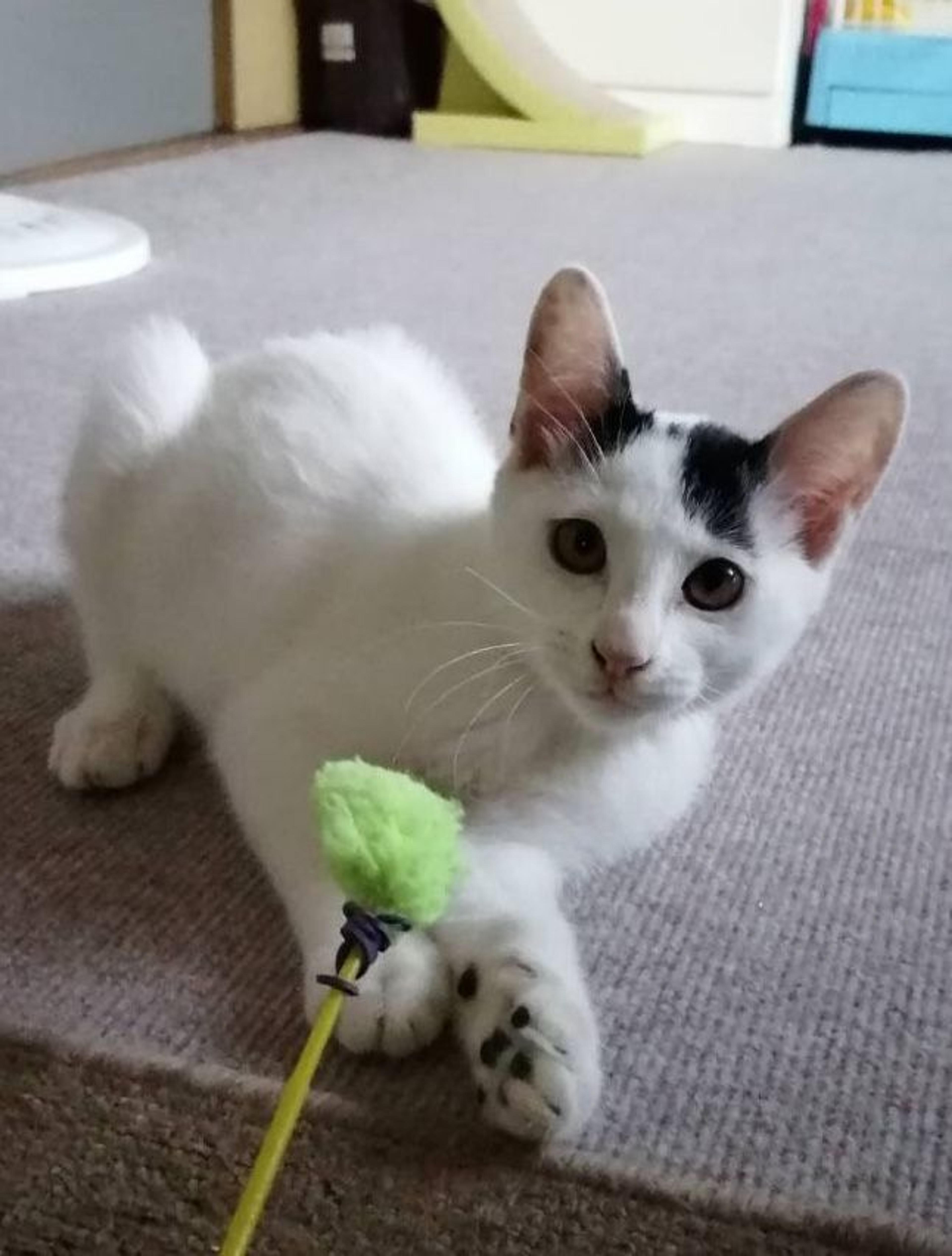 pet-image-6