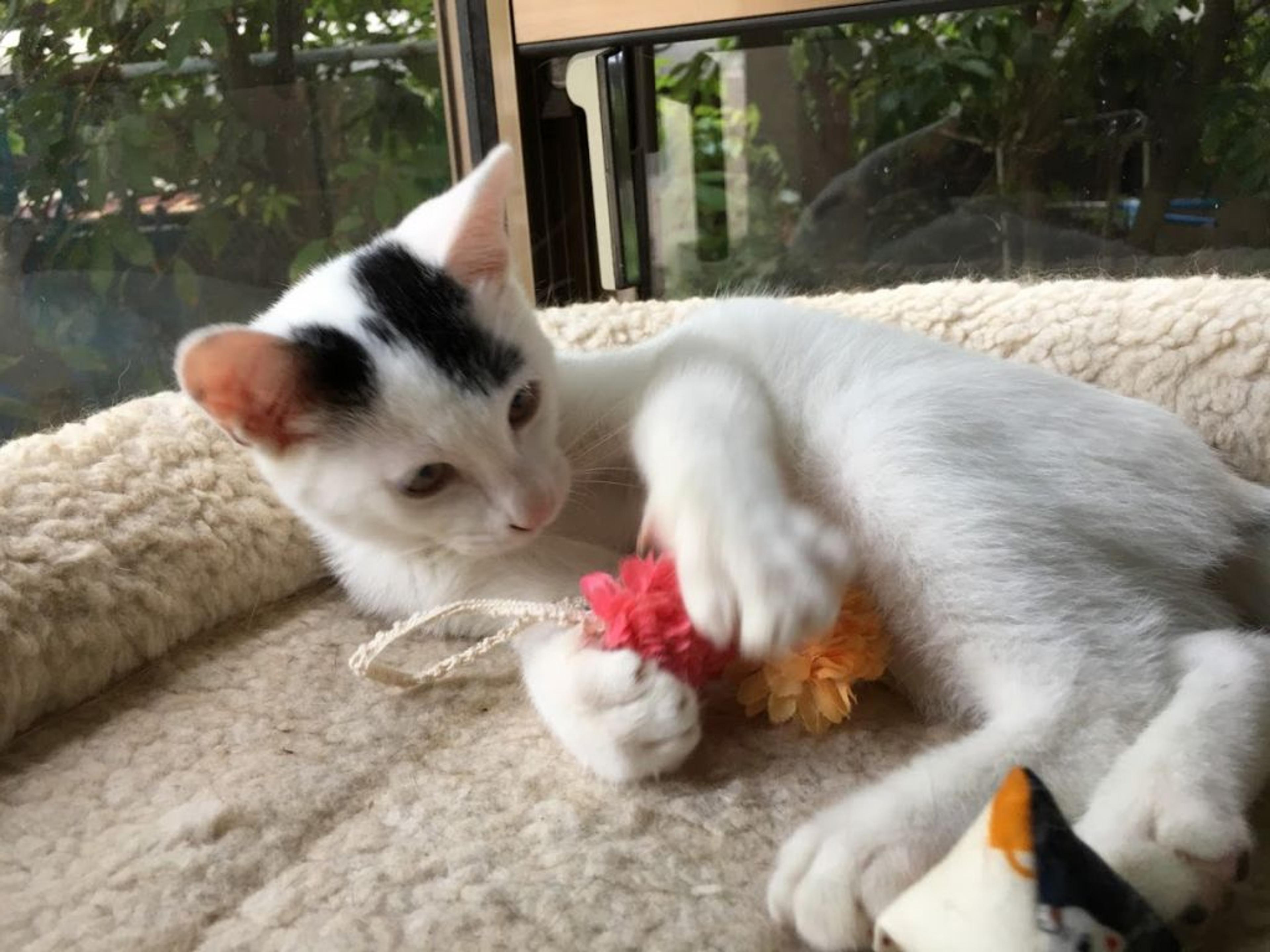 pet-image-2