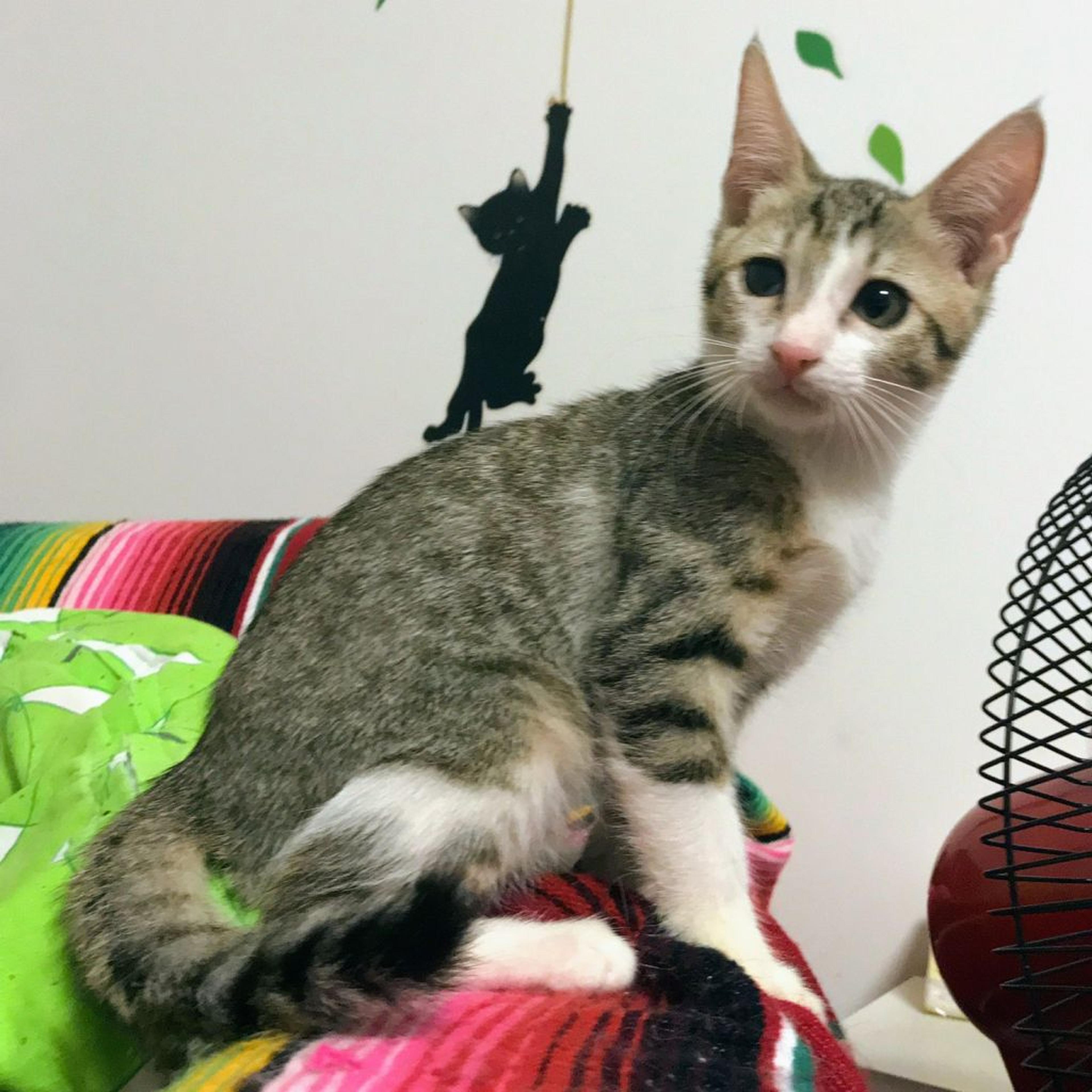 pet-image-2