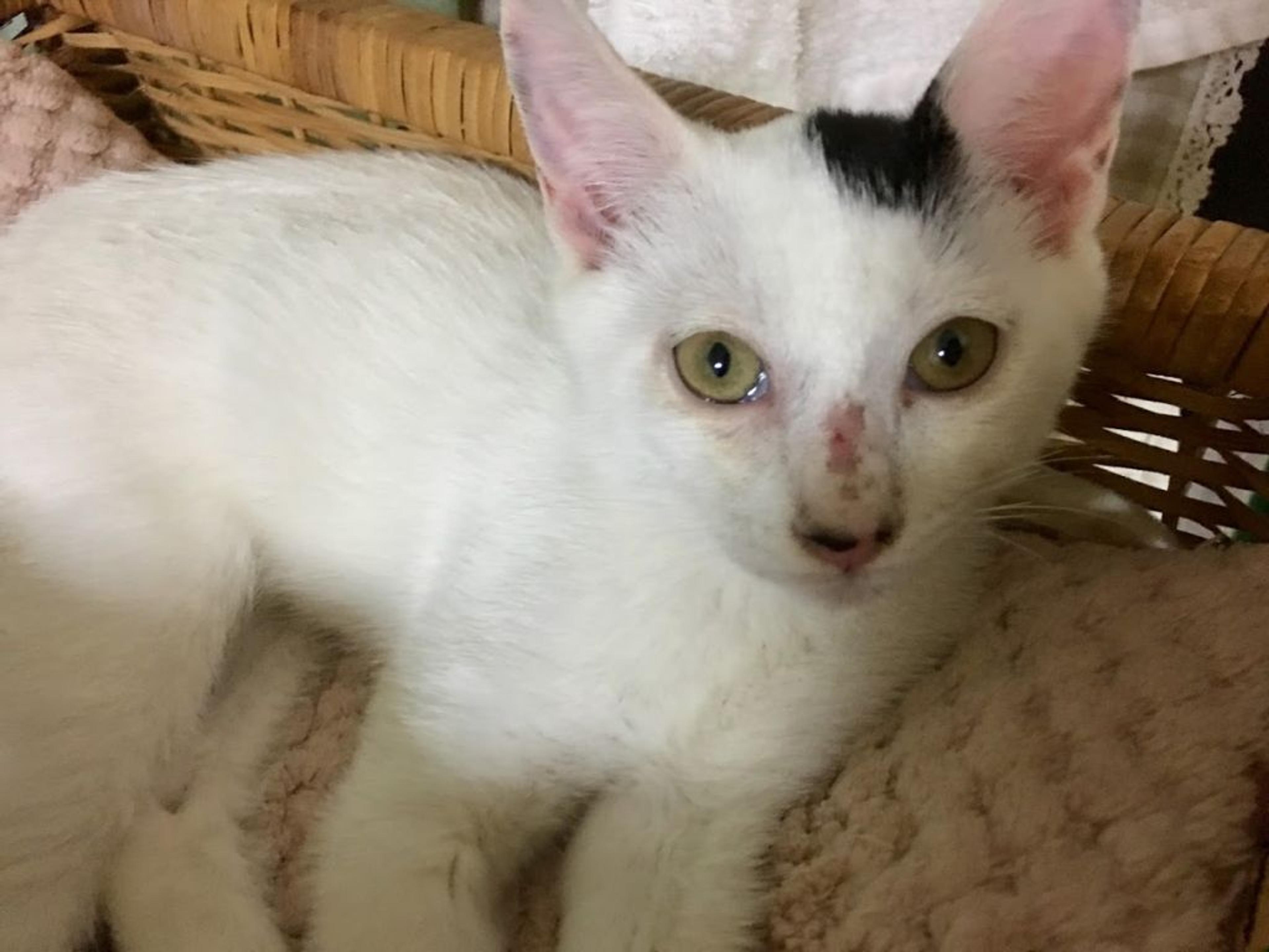 pet-image-2