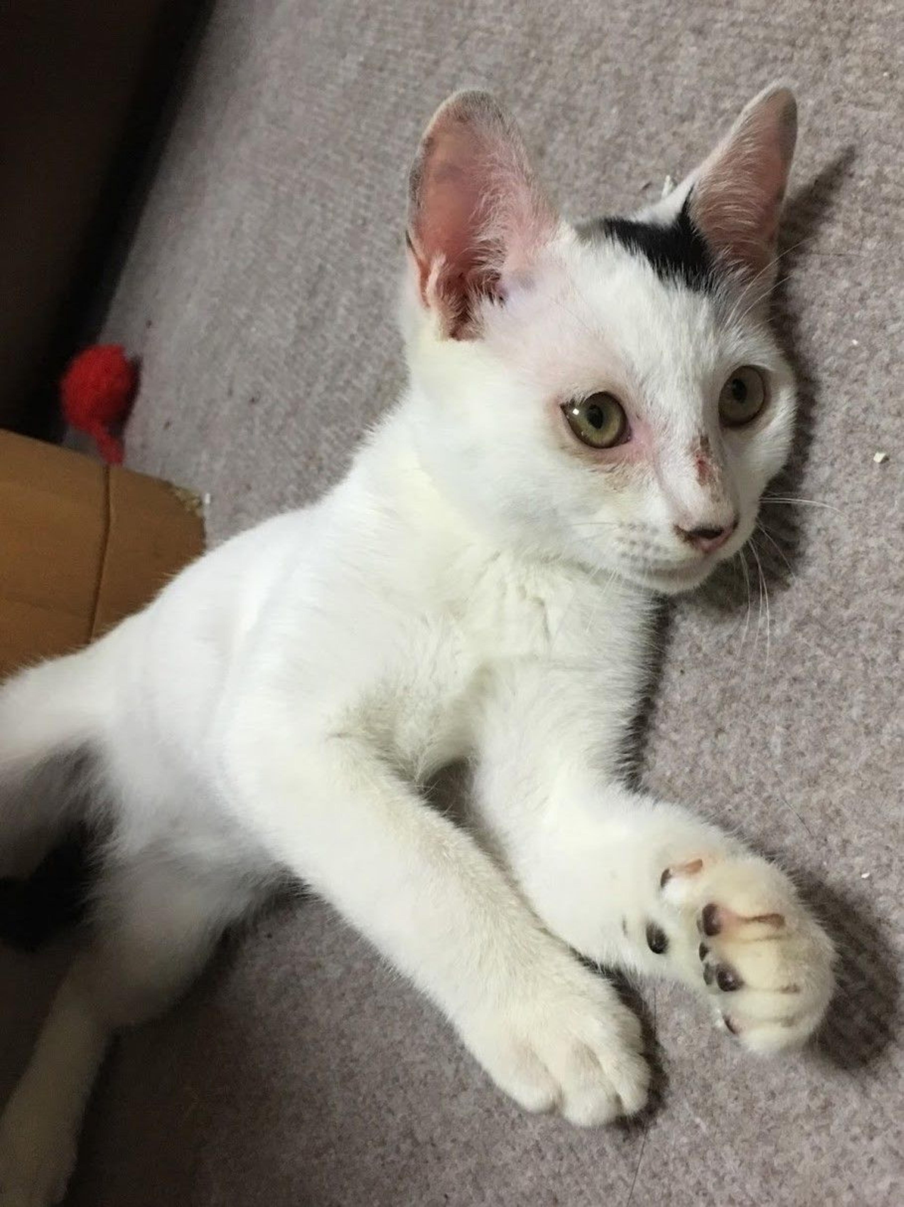 pet-image-3