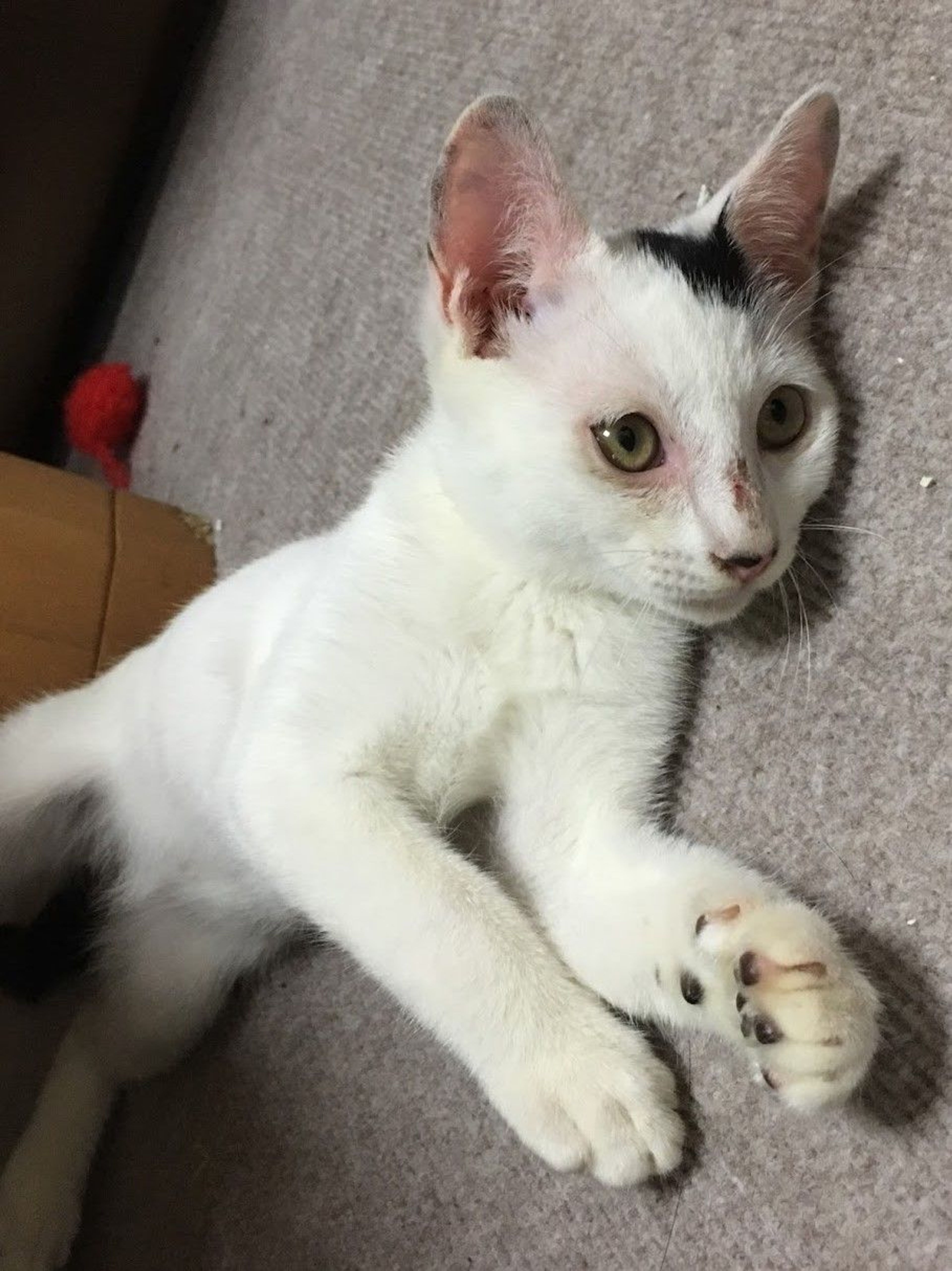 pet-image-3
