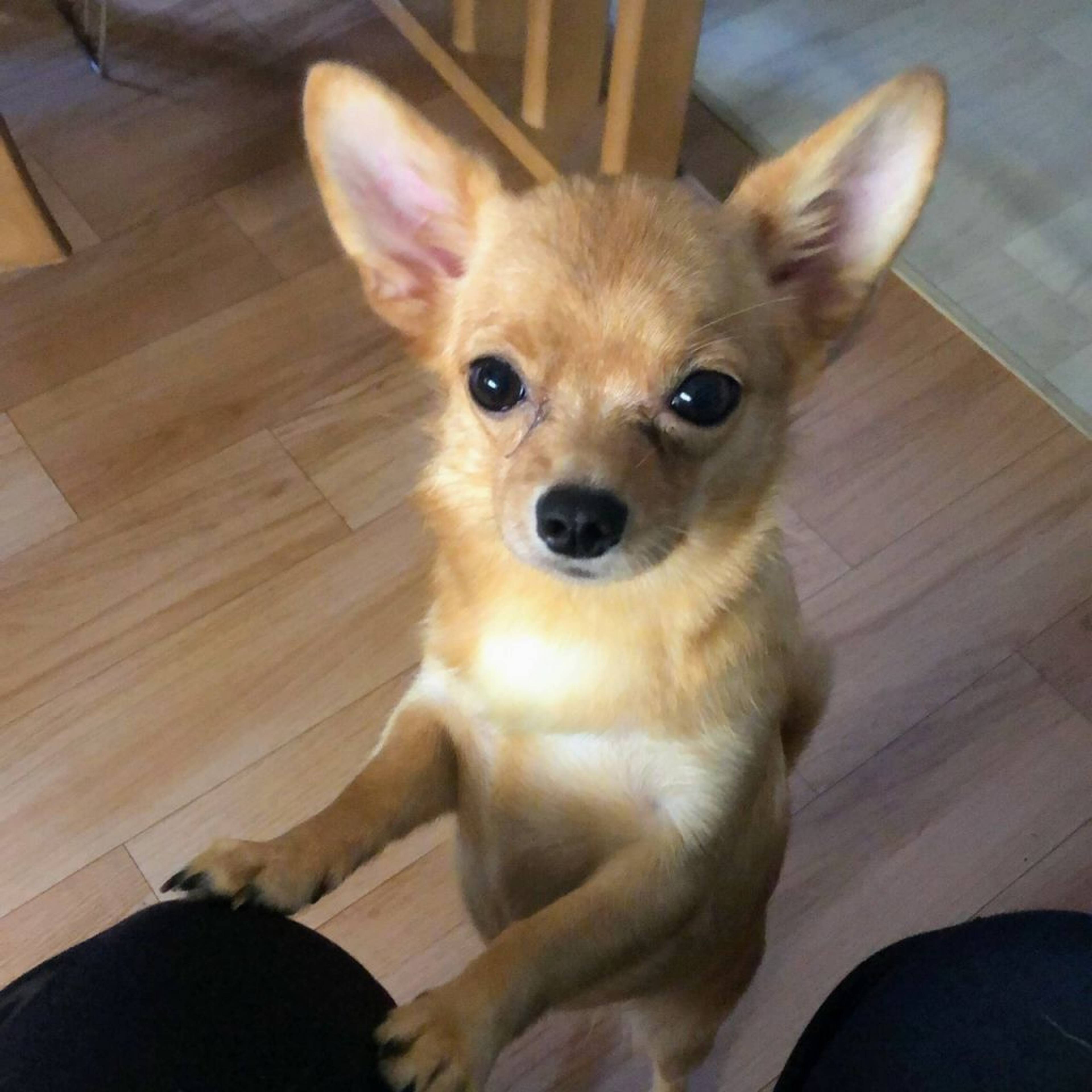 雑種（ミックス犬）・メスの里親募集の写真