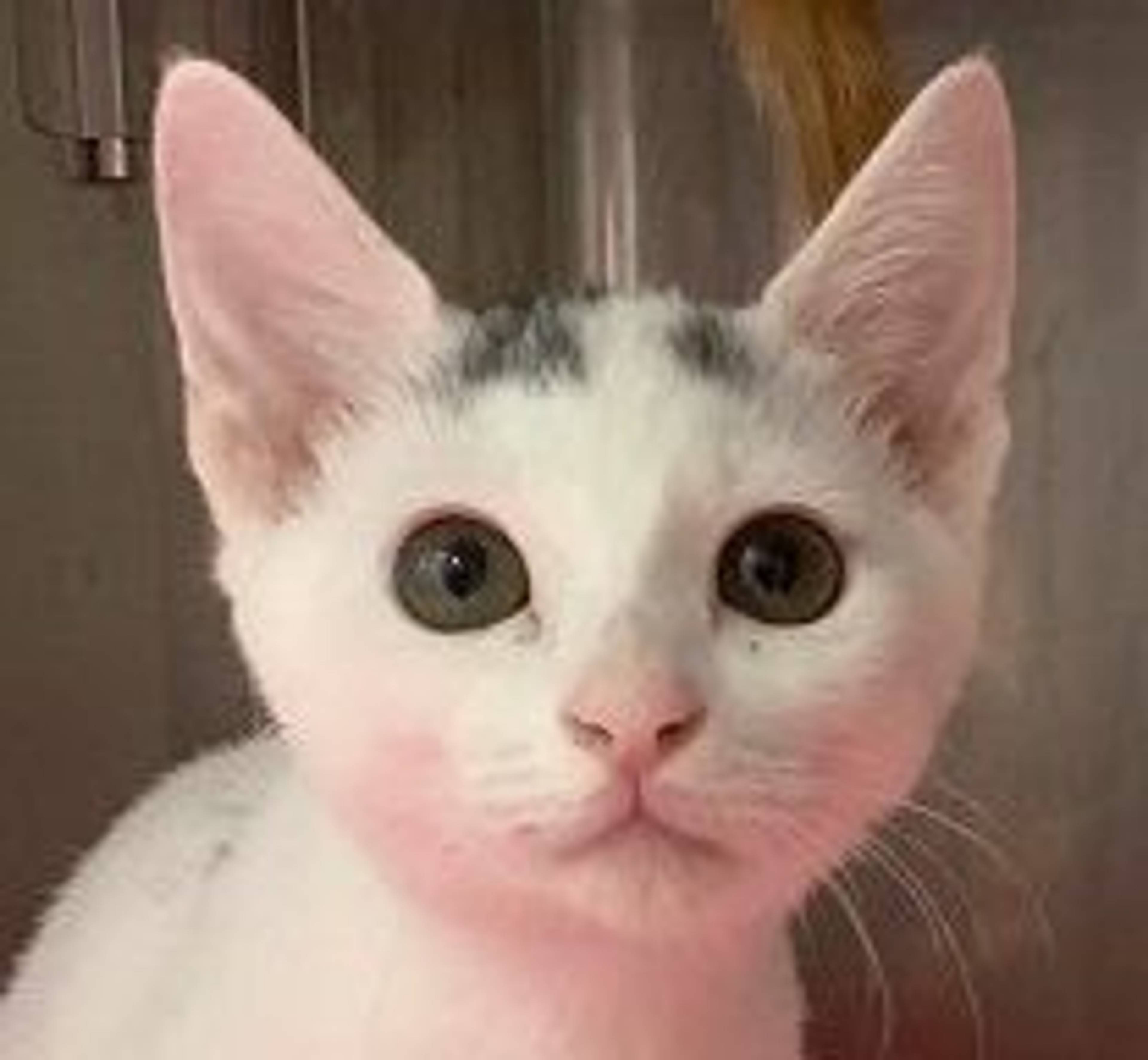 雑種（ミックス猫）・メスの里親募集の写真