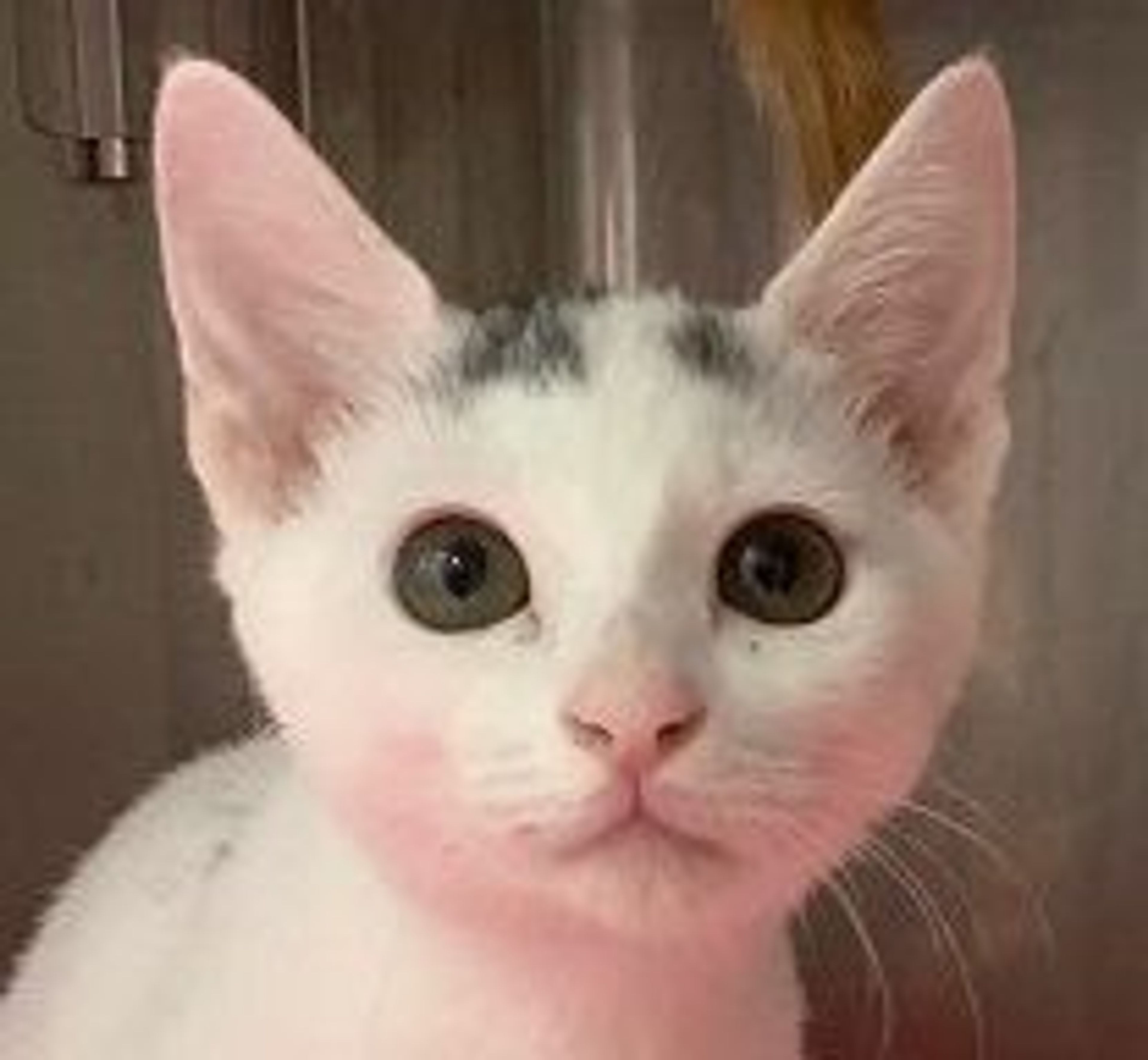 雑種（ミックス猫）・メスの里親募集の写真