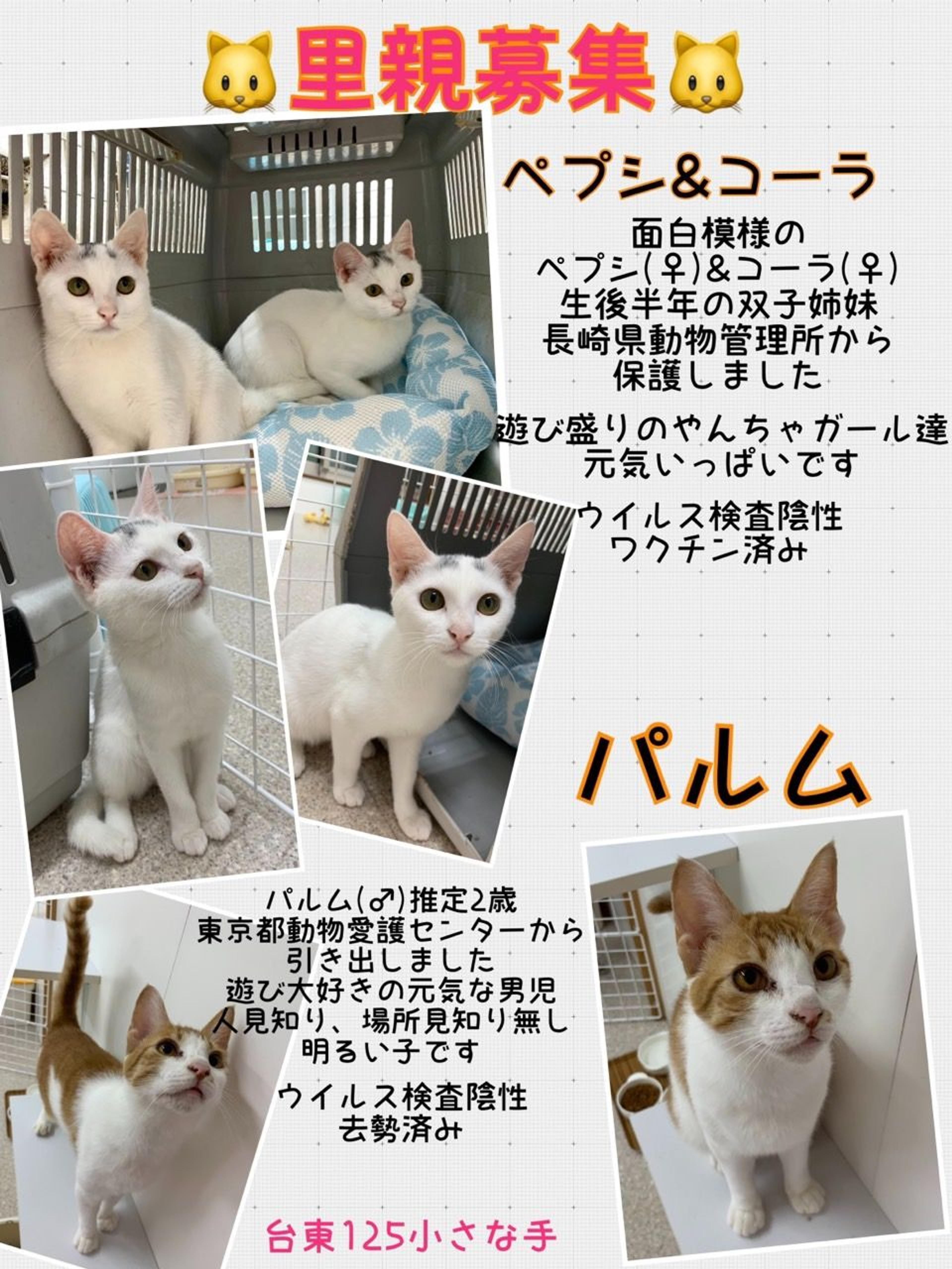 pet-image-3