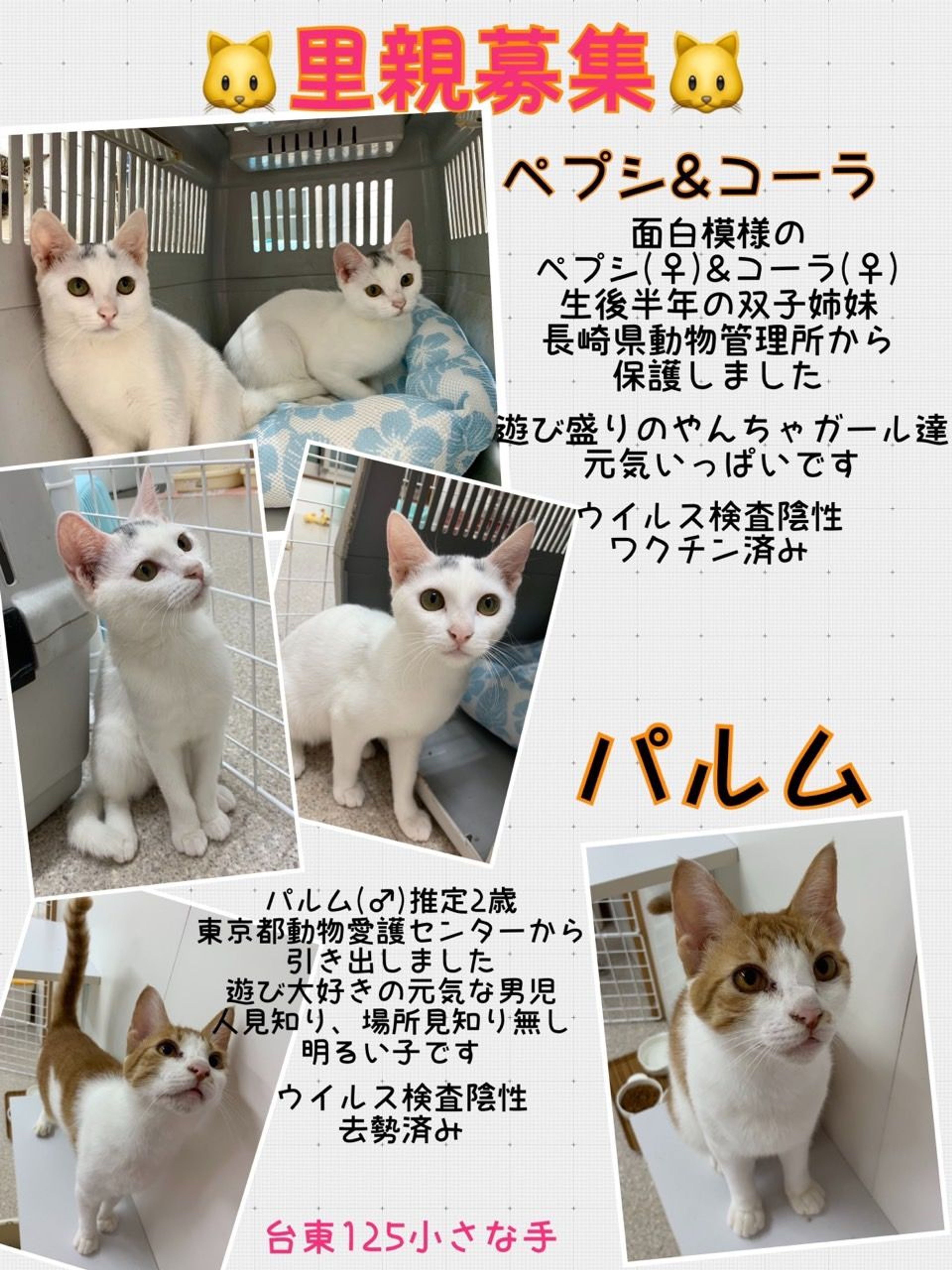 pet-image-3