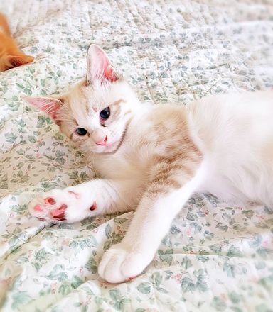 みやびの写真