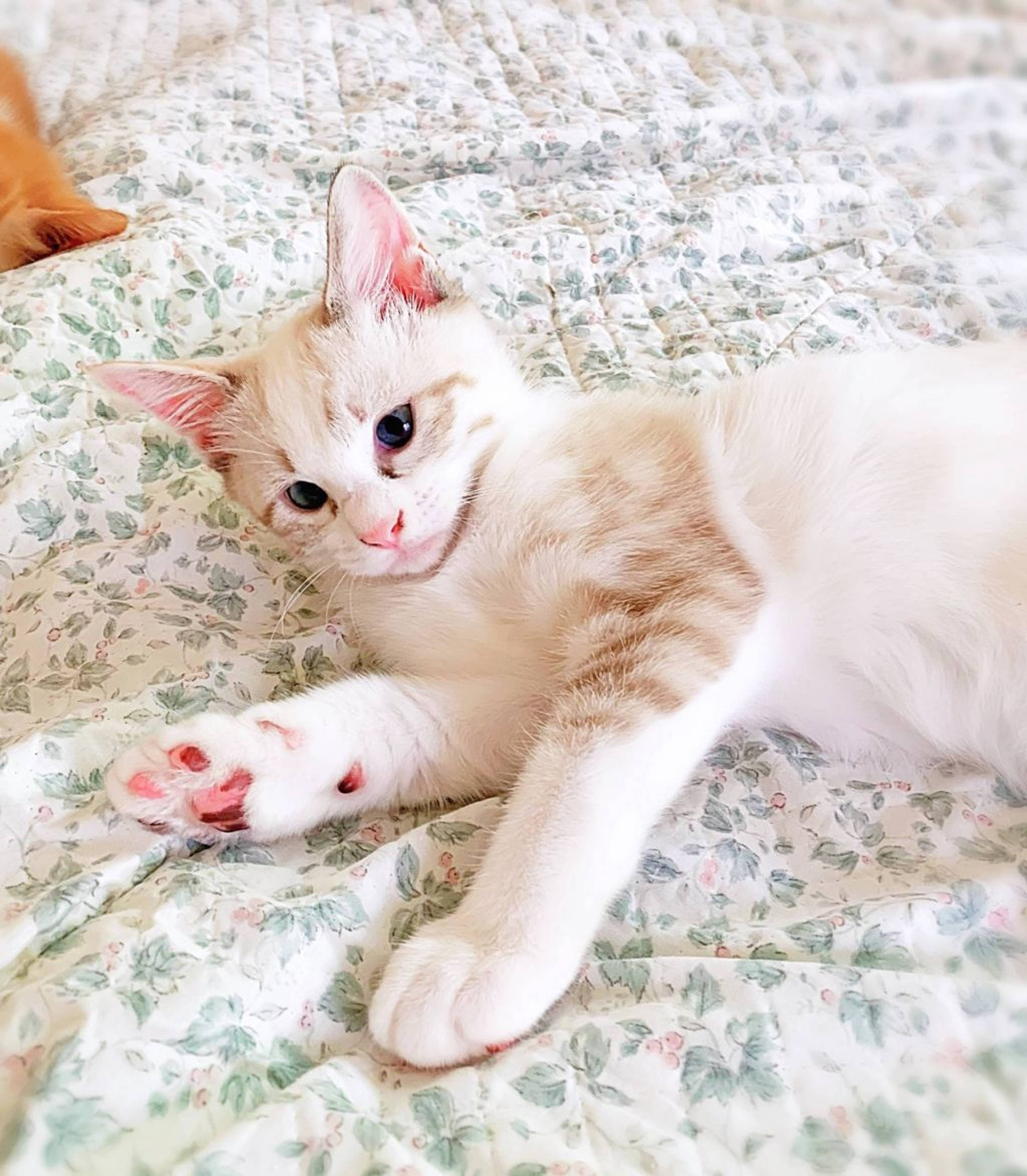雑種（ミックス猫）・メスの里親募集の写真