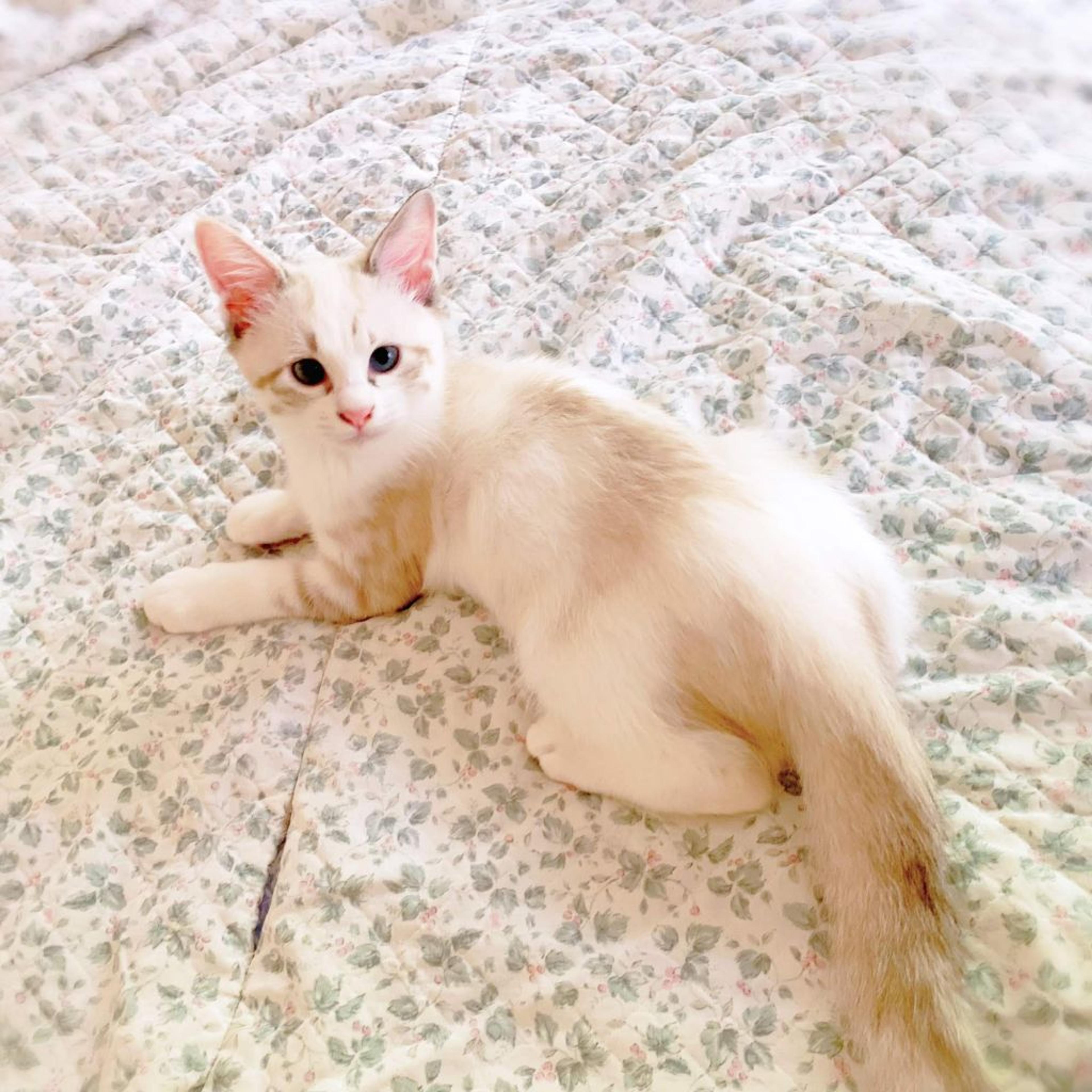 pet-image-2