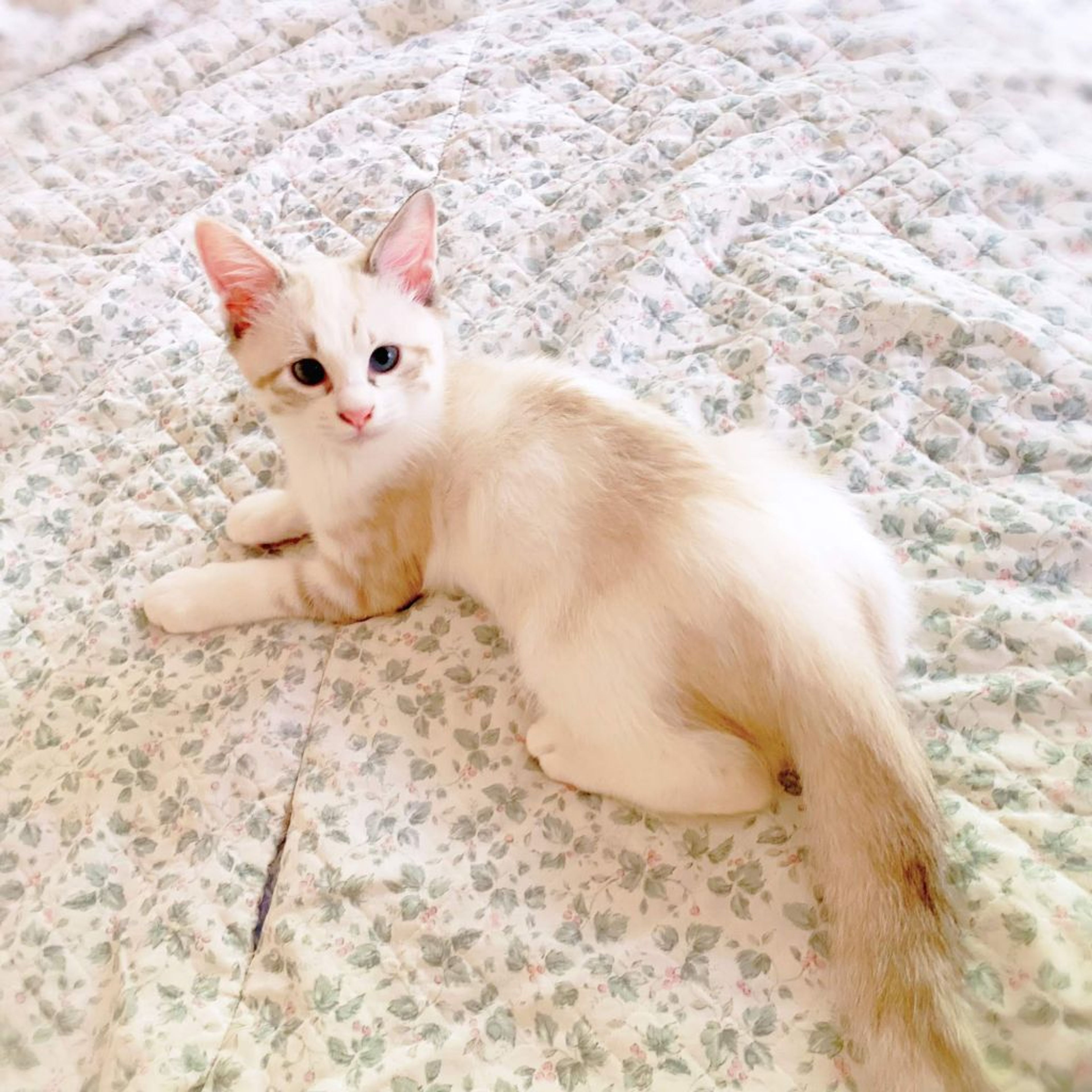 pet-image-2