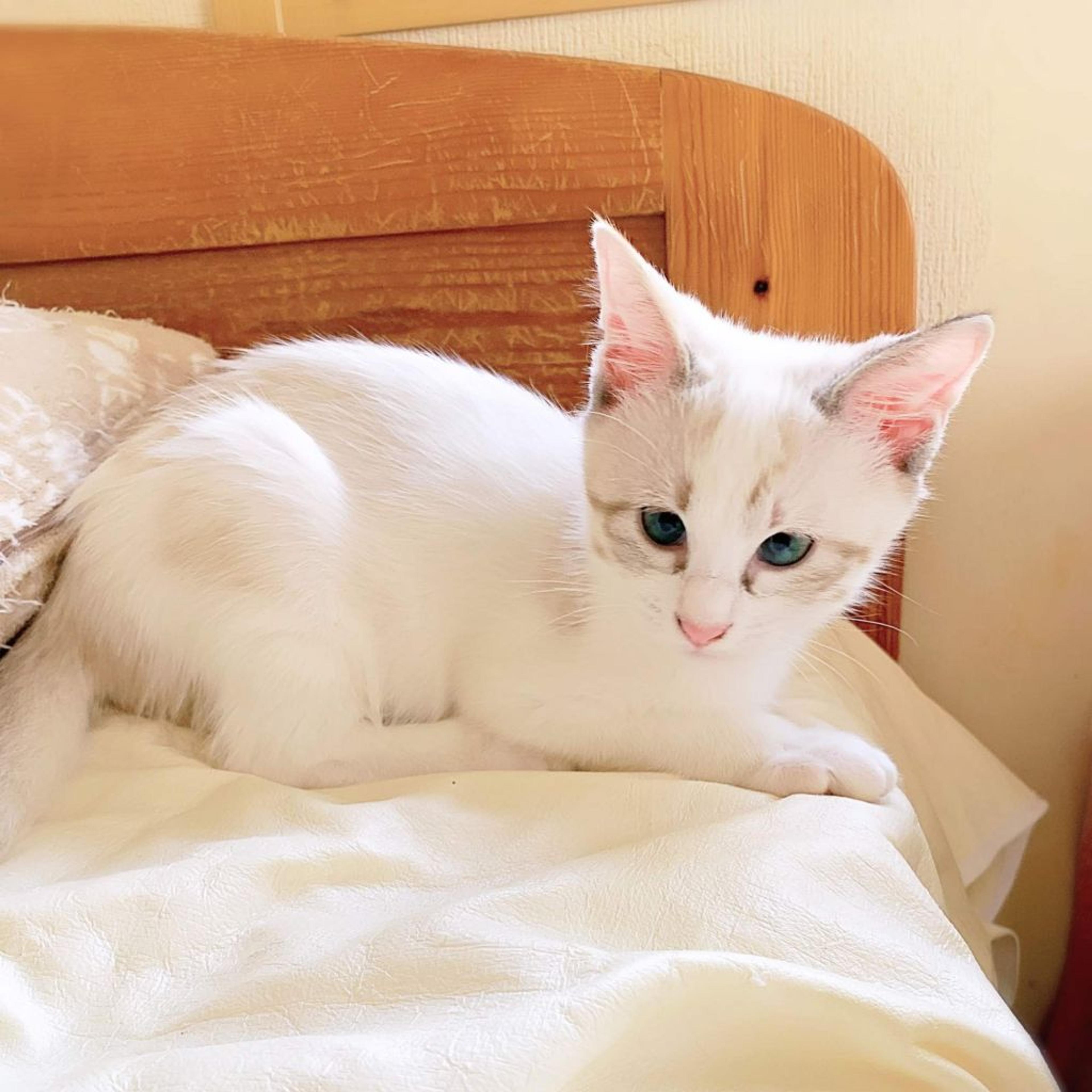 pet-image-3