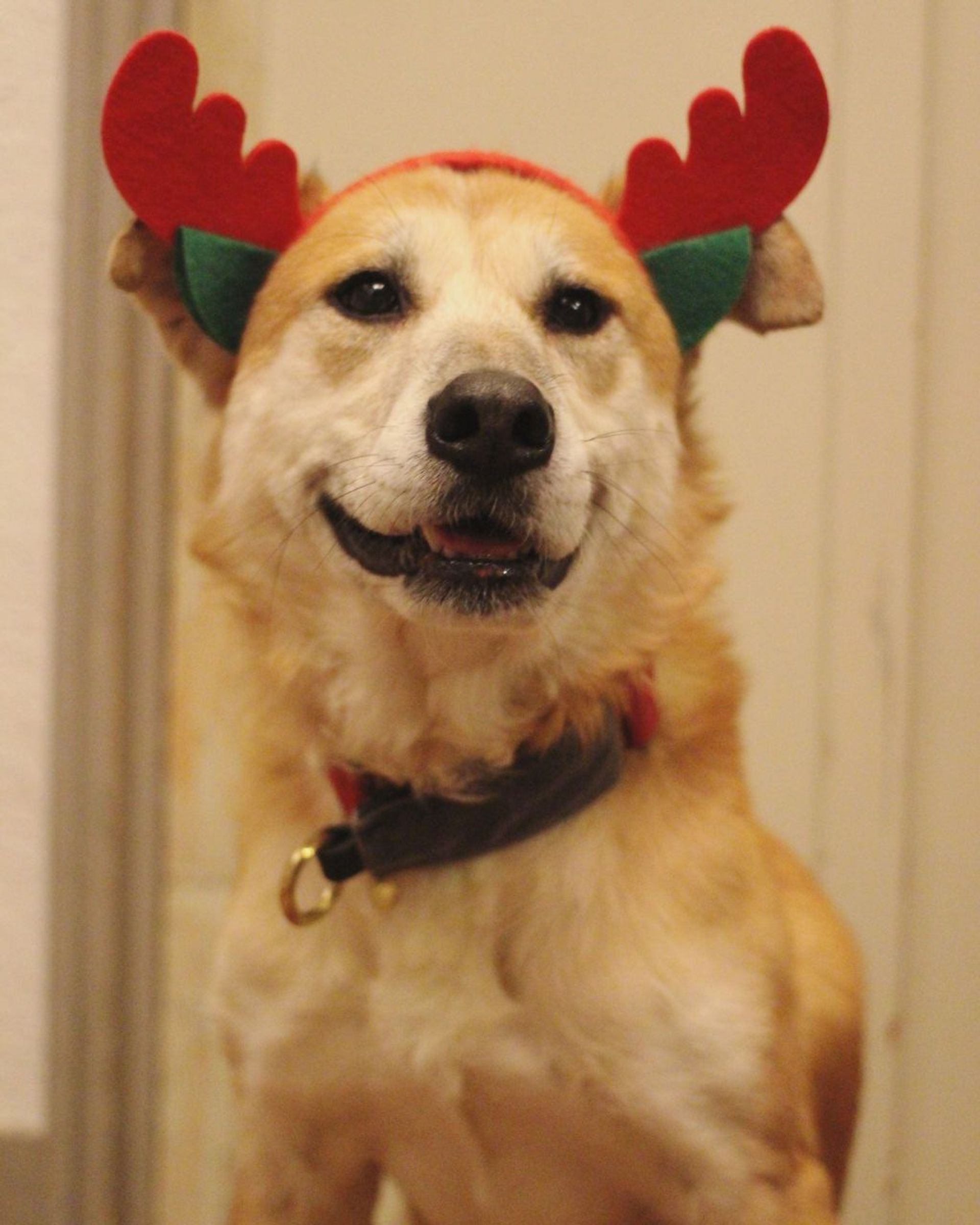 雑種（ミックス犬）・メスの里親募集の写真