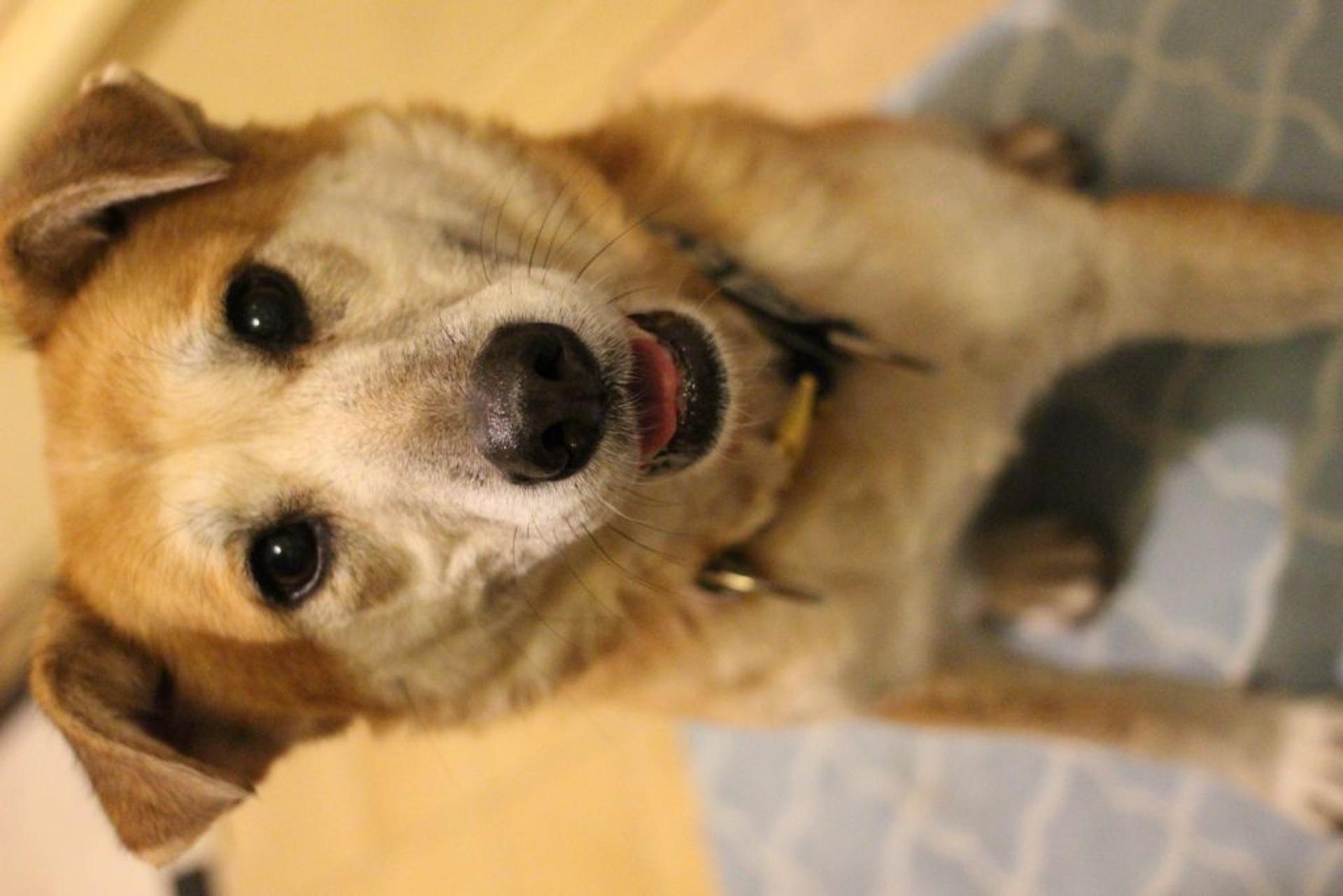 pet-image-3