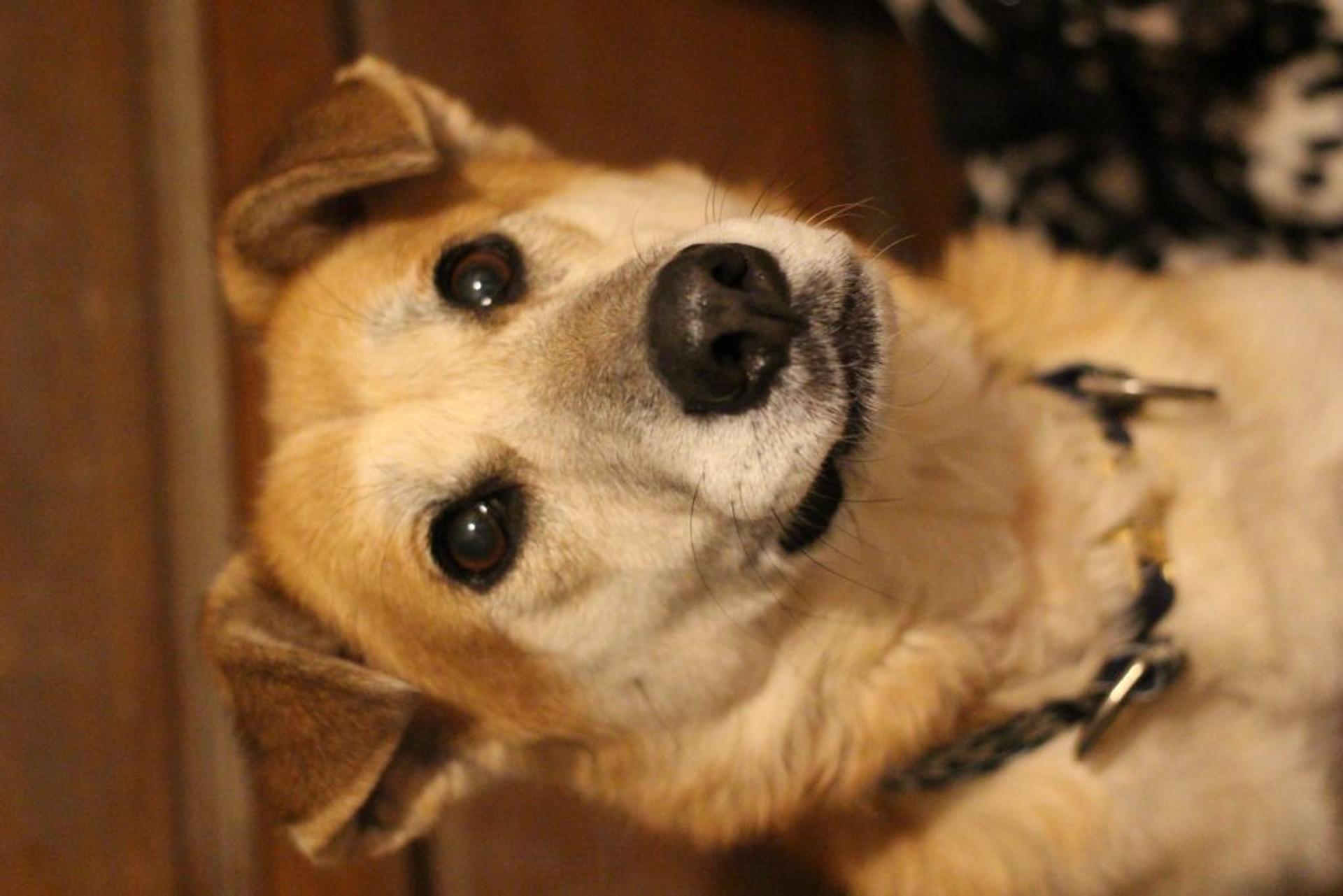 pet-image-4