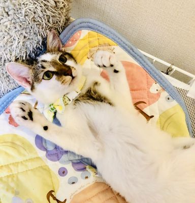 バリの写真