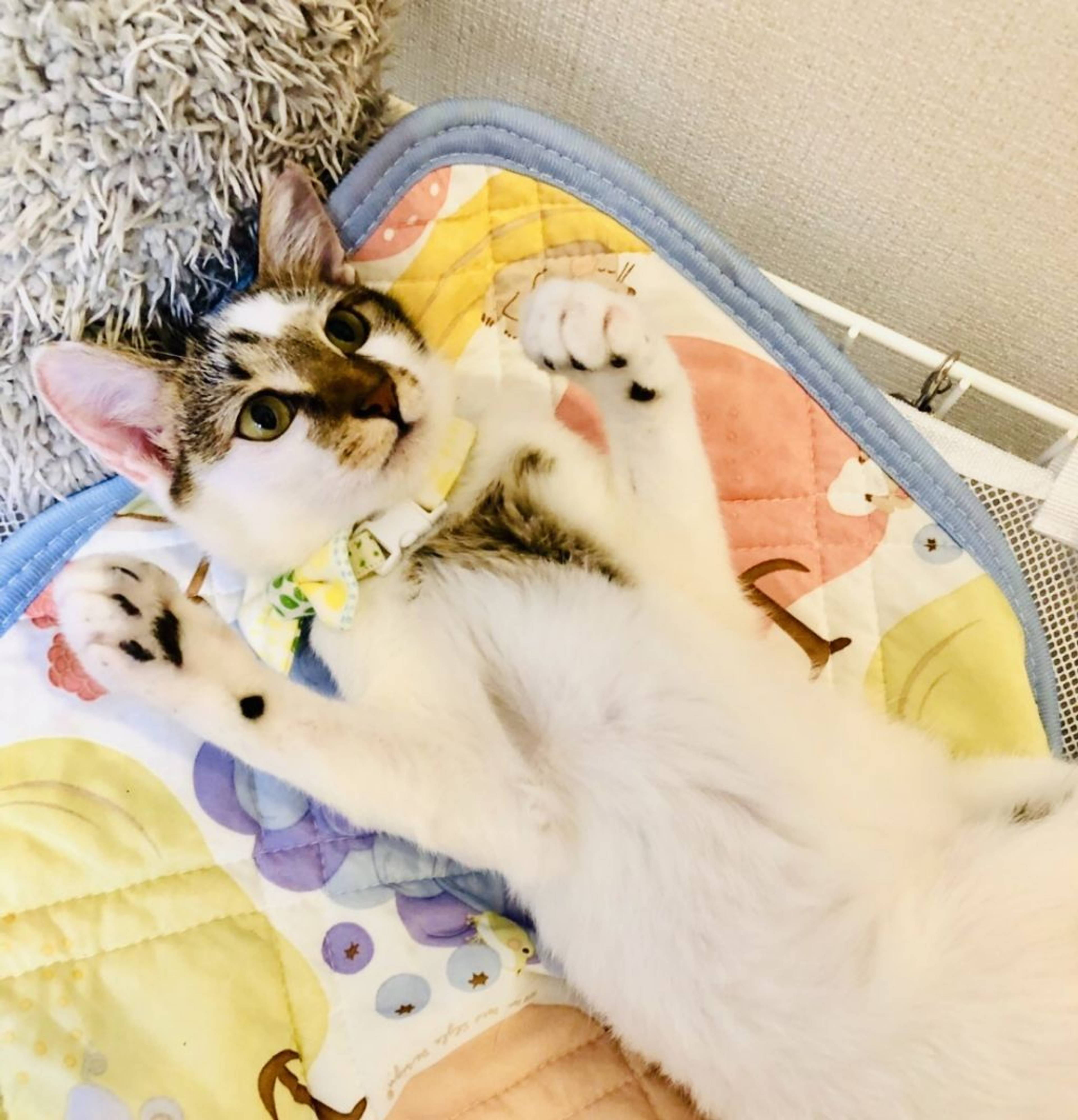 雑種（ミックス猫）・オスの里親募集の写真