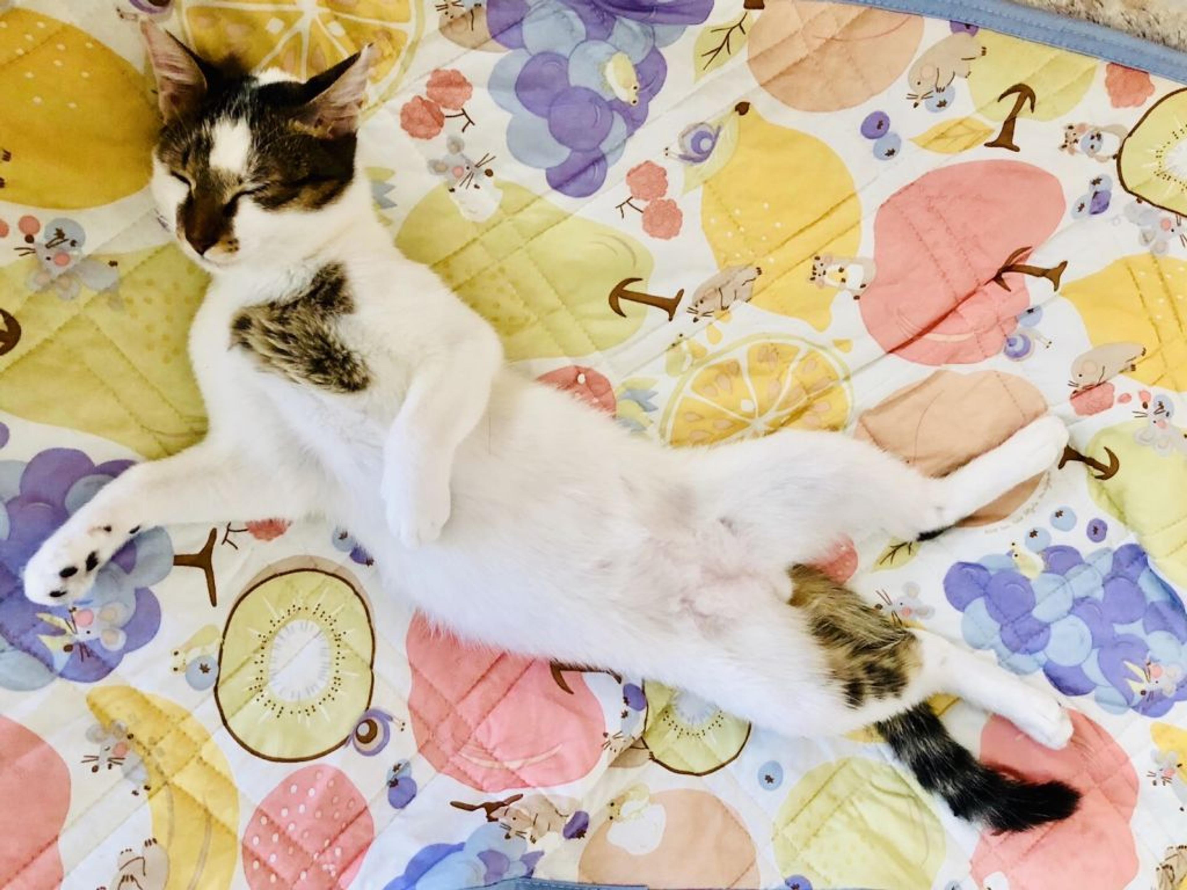 pet-image-2