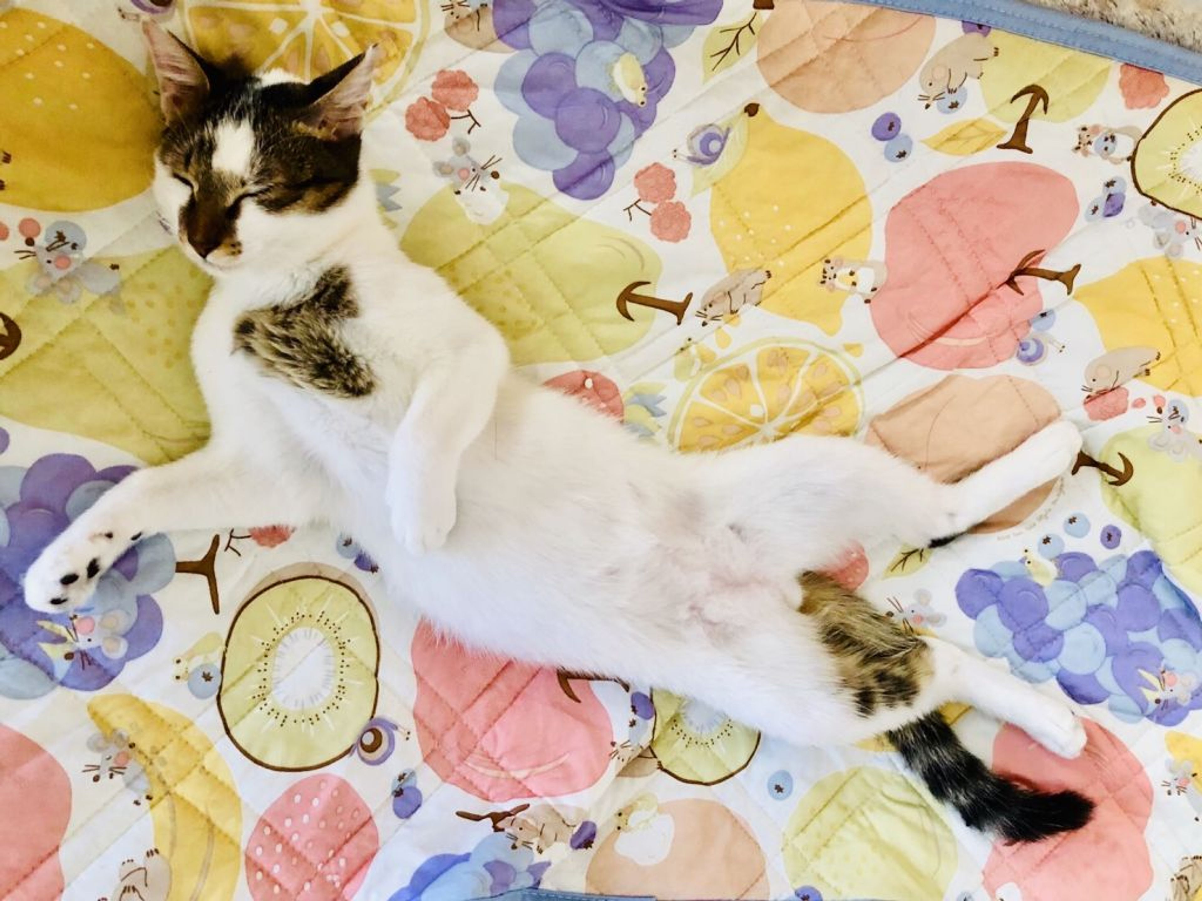 pet-image-2