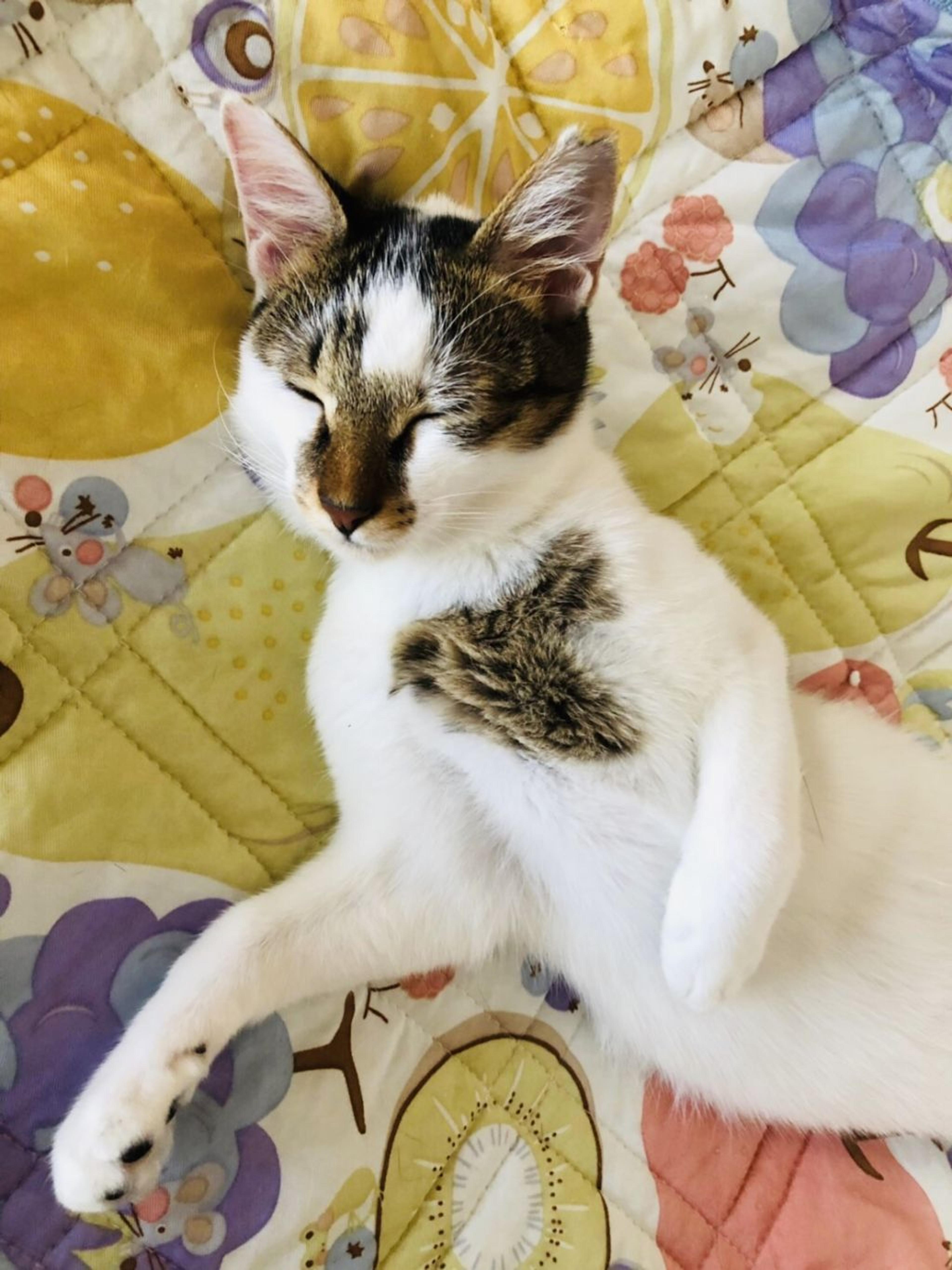 pet-image-3