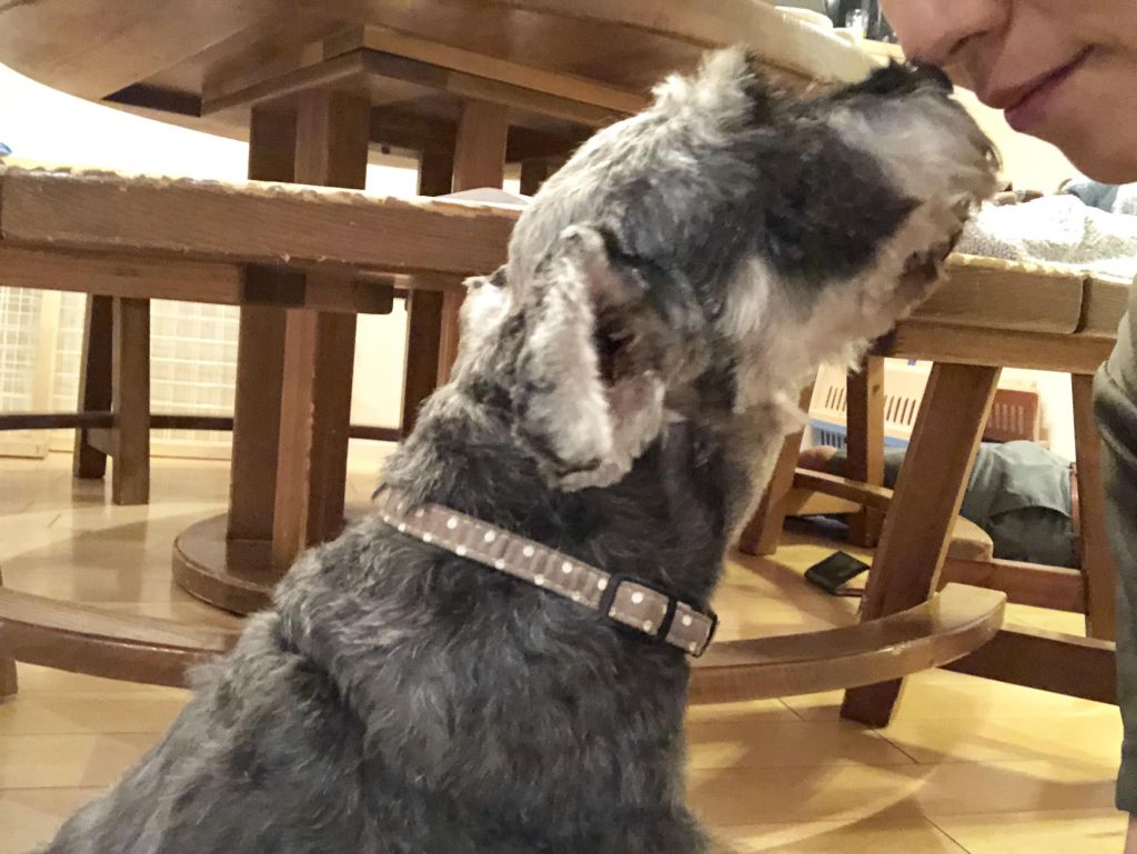 pet-image-3